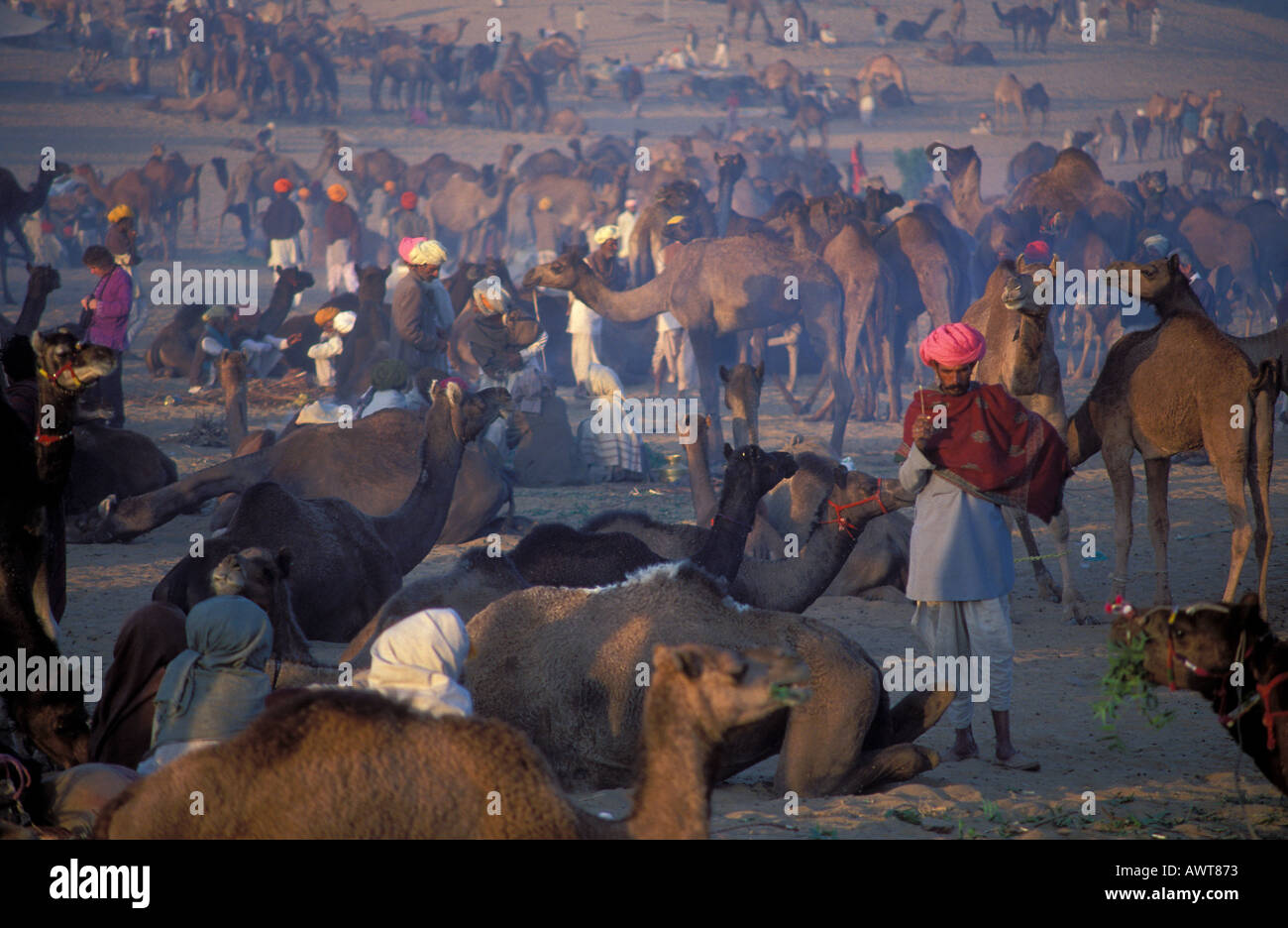 I cammelli e uomini di Rajasthani al Camel terreno fieristico in Pushkar che risiede nel deserto di Thar Rajasthan in India Foto Stock