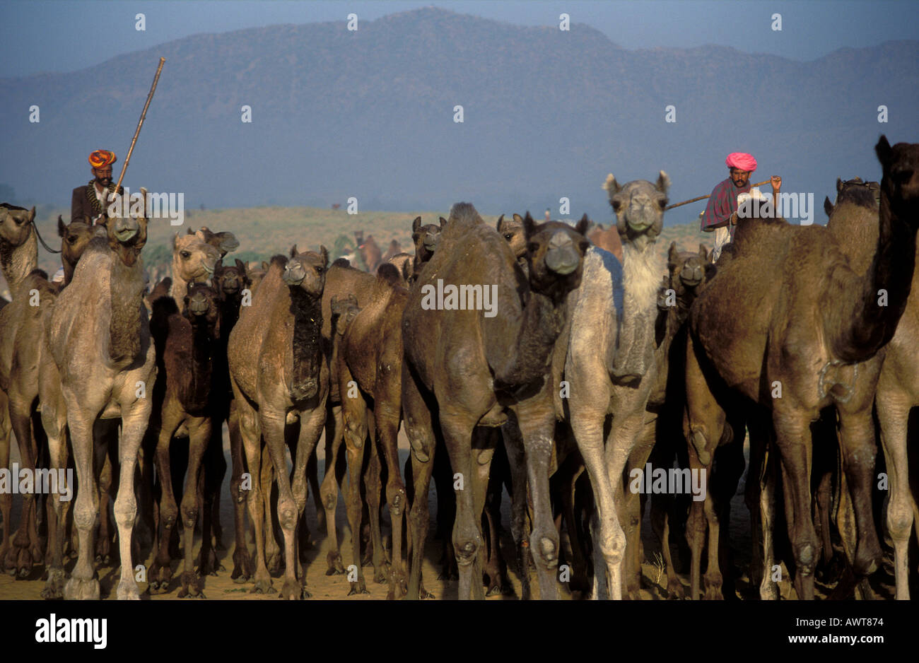 Due Rajsathani uomini che portano il loro allevamento di cammelli Pushkar fiera del cammello nel deserto di Thar Rajasthan in India Foto Stock