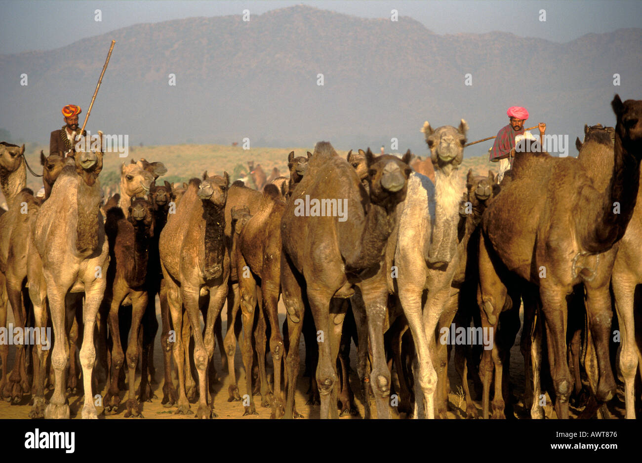 Due Rajsathani uomini che portano il loro allevamento di cammelli Pushkar fiera del cammello nel deserto di Thar Rajasthan in India Foto Stock