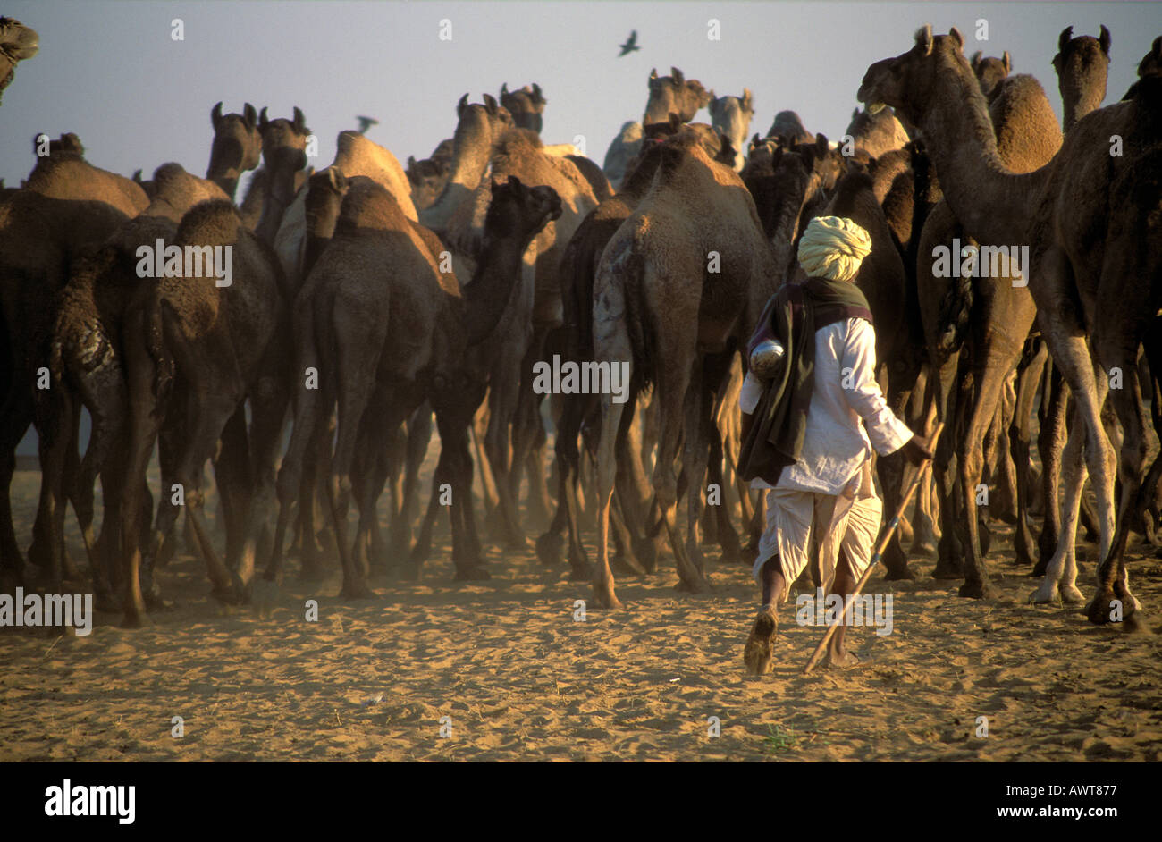 Rajsathani uomo che portano il loro allevamento di cammelli Pushkar fiera del cammello nel deserto di Thar Rajasthan in India Foto Stock