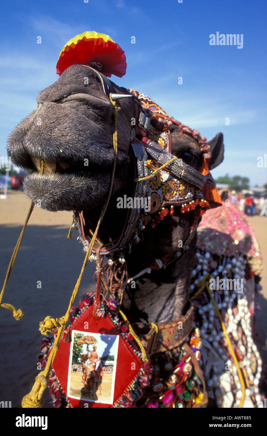 Decorate il camel vincitore del cammello concorso di bellezza a Pushkar fiera del cammello nel deserto di Thar Rajasthan in India Foto Stock