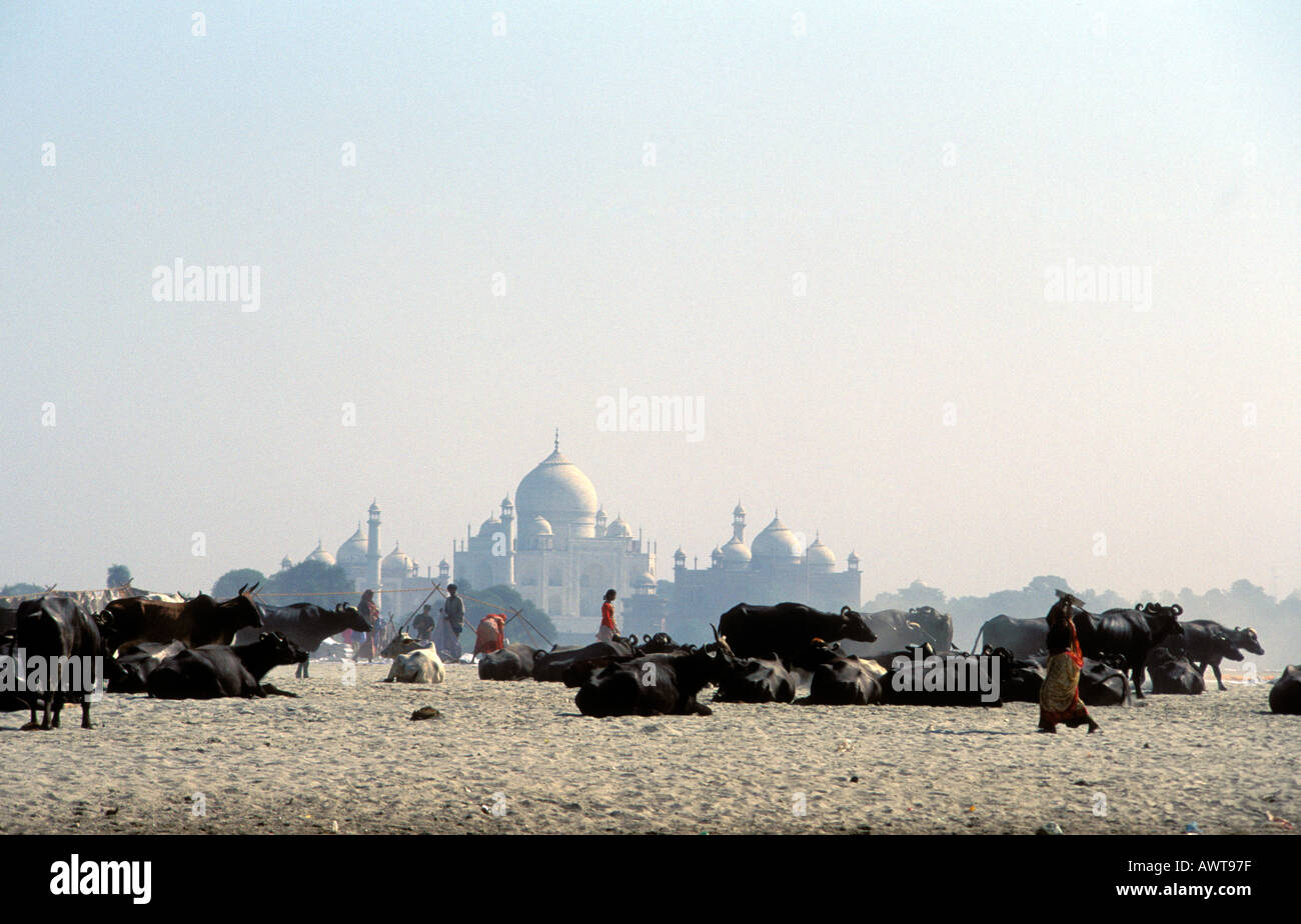 India Agra il Taj Mahal Foto Stock