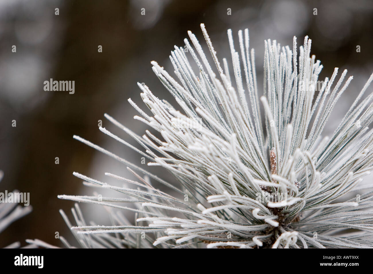 Smerigliato di aghi di pino Foto Stock