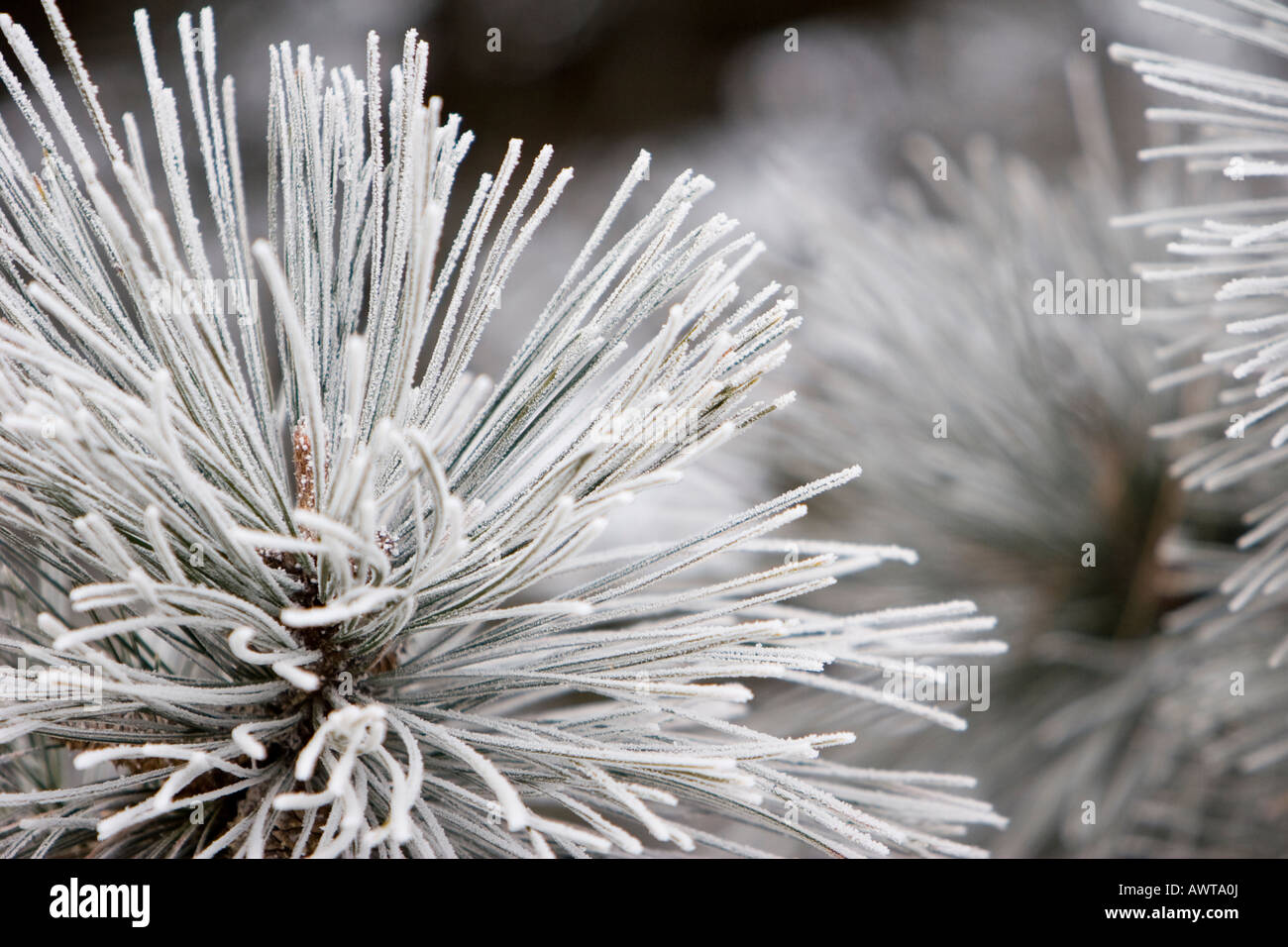 Smerigliato di aghi di pino Foto Stock