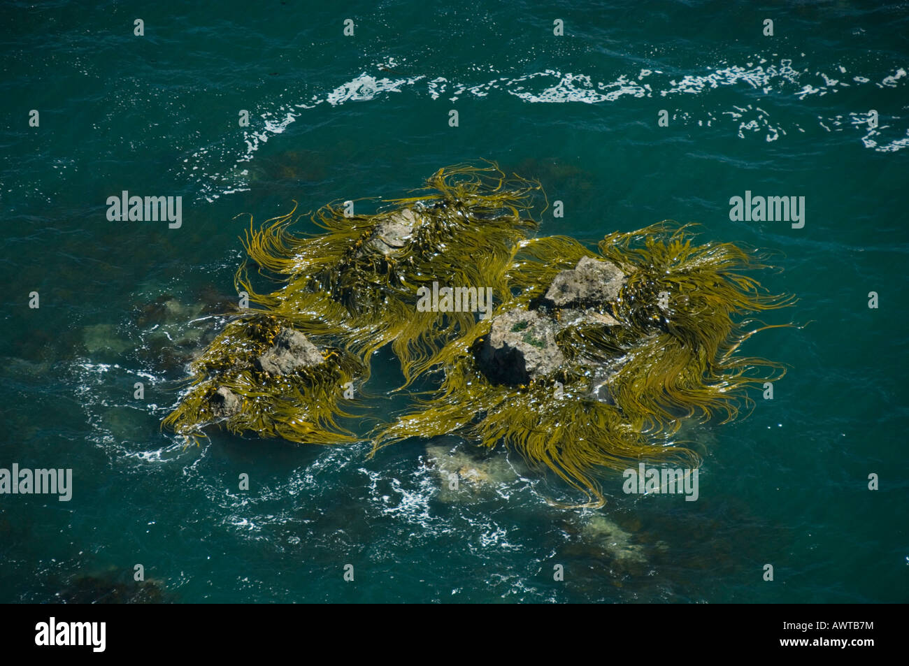 Kelp letti e la costa del Pacifico, Habitat costieri di lontra marina (Lontra felina) o Chungungo, in via di estinzione, Isola di Chiloe, Cile Foto Stock
