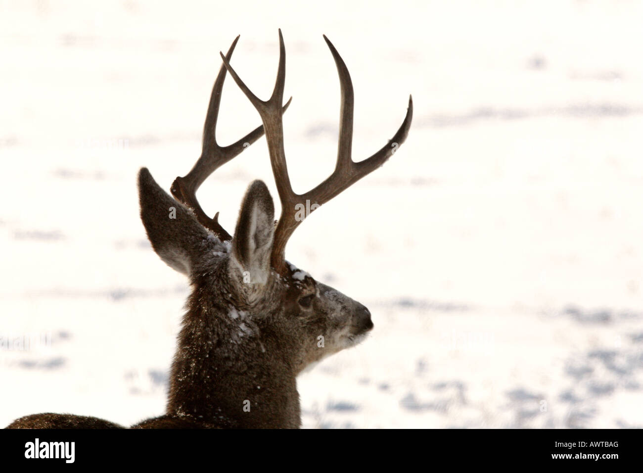 Mule Deer buck in inverno Foto Stock