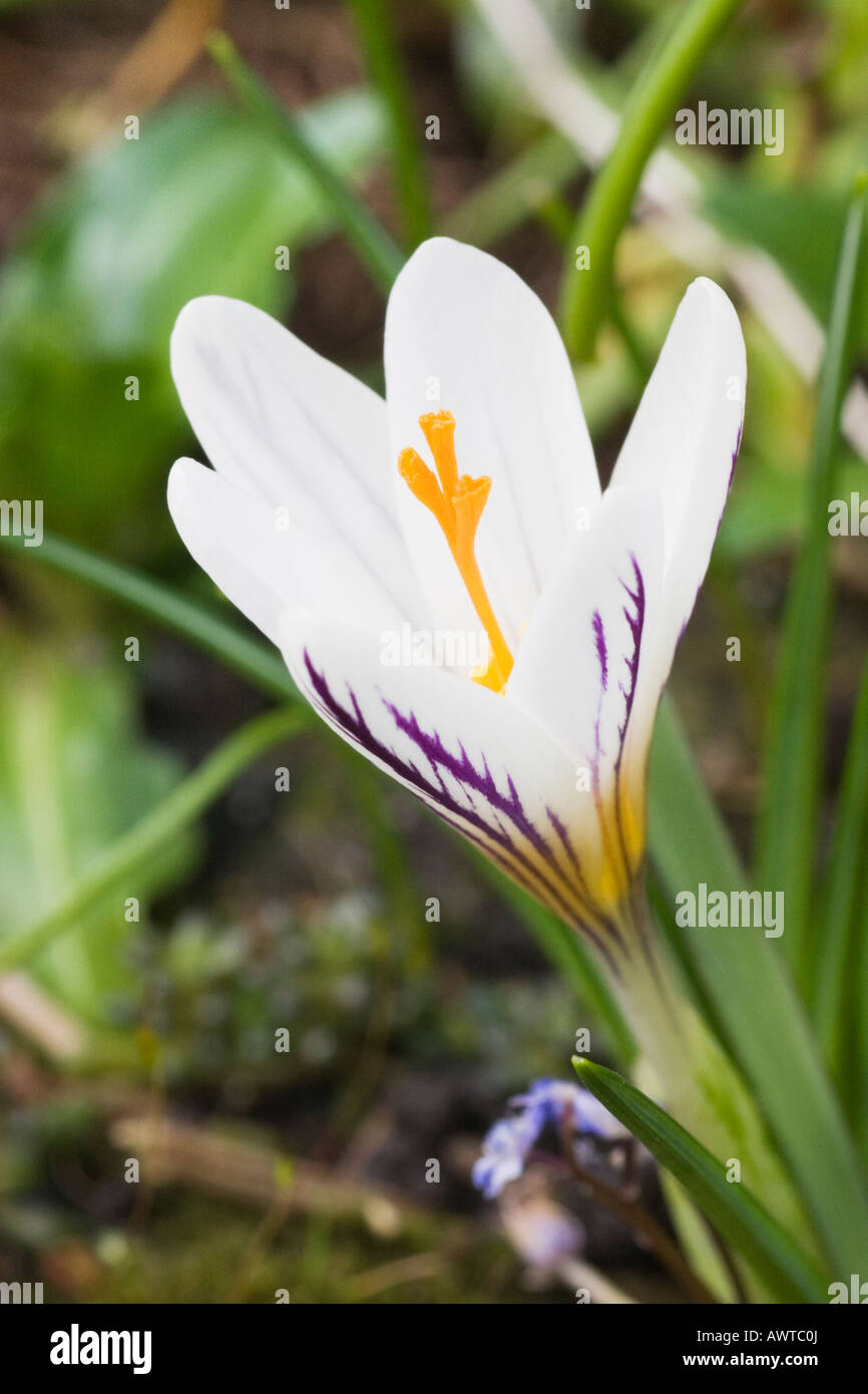 Crocus versicolor picturatus, alias panno di argento, con strisce Viola sui petali di colore bianco. Il 15 marzo 2008. Foto Stock