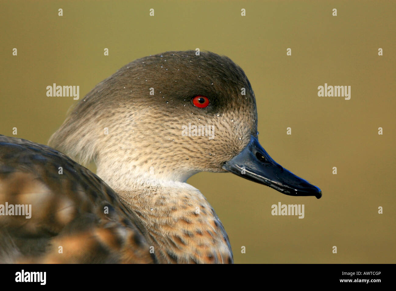 Nasello di Patagonia Crested Duck (Lophonetta specularioides) colpo alla testa Foto Stock