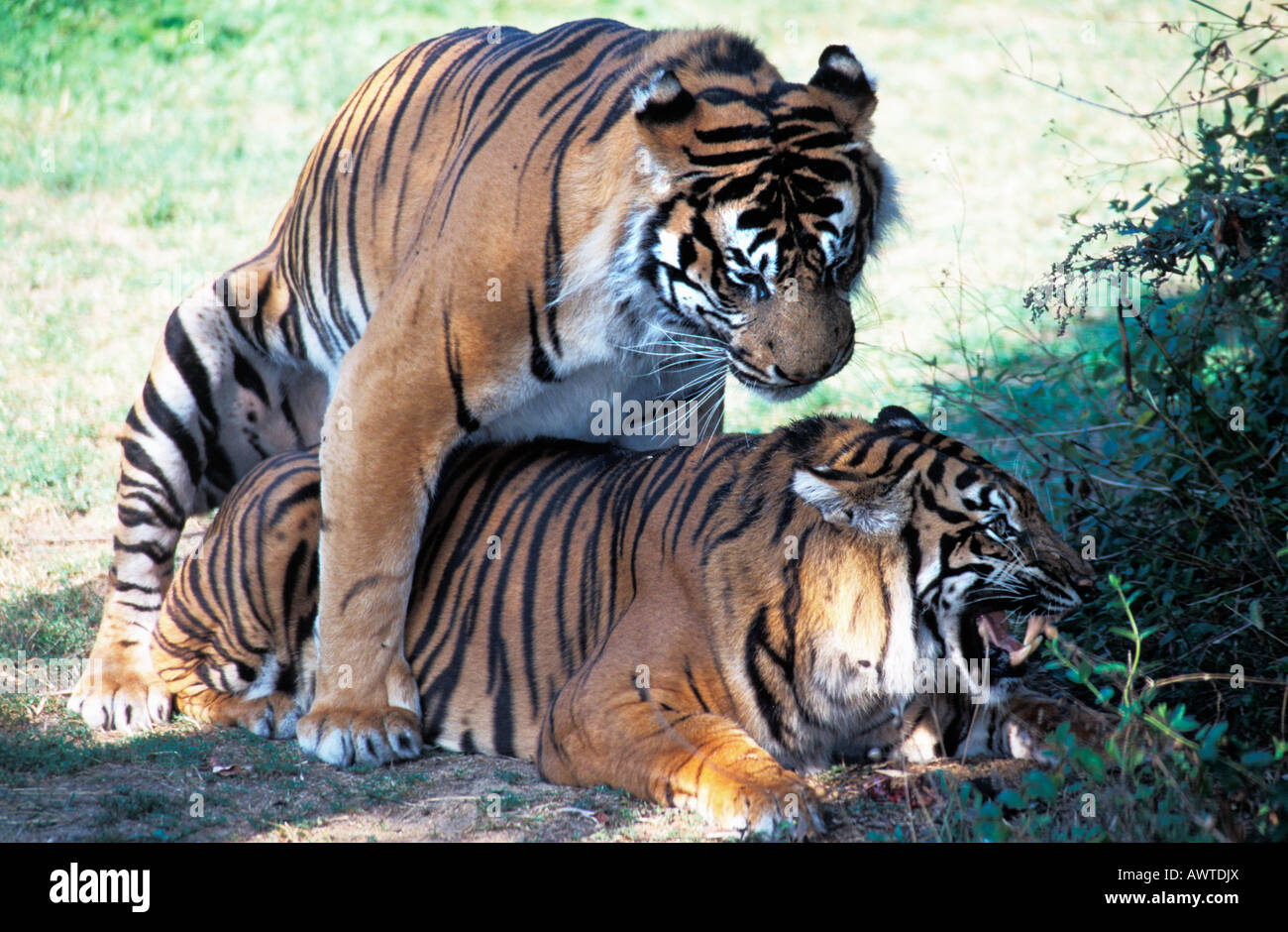 Tigre de siberie accouplement le tigri siberiane Panthera tigris tigris coniugata ASIA ASIAN grandi carnivori carnivori concetti gatti Foto Stock