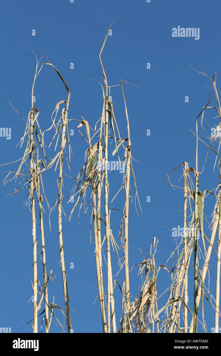 Erbe secche in piedi contro un luminoso cielo blu Foto Stock