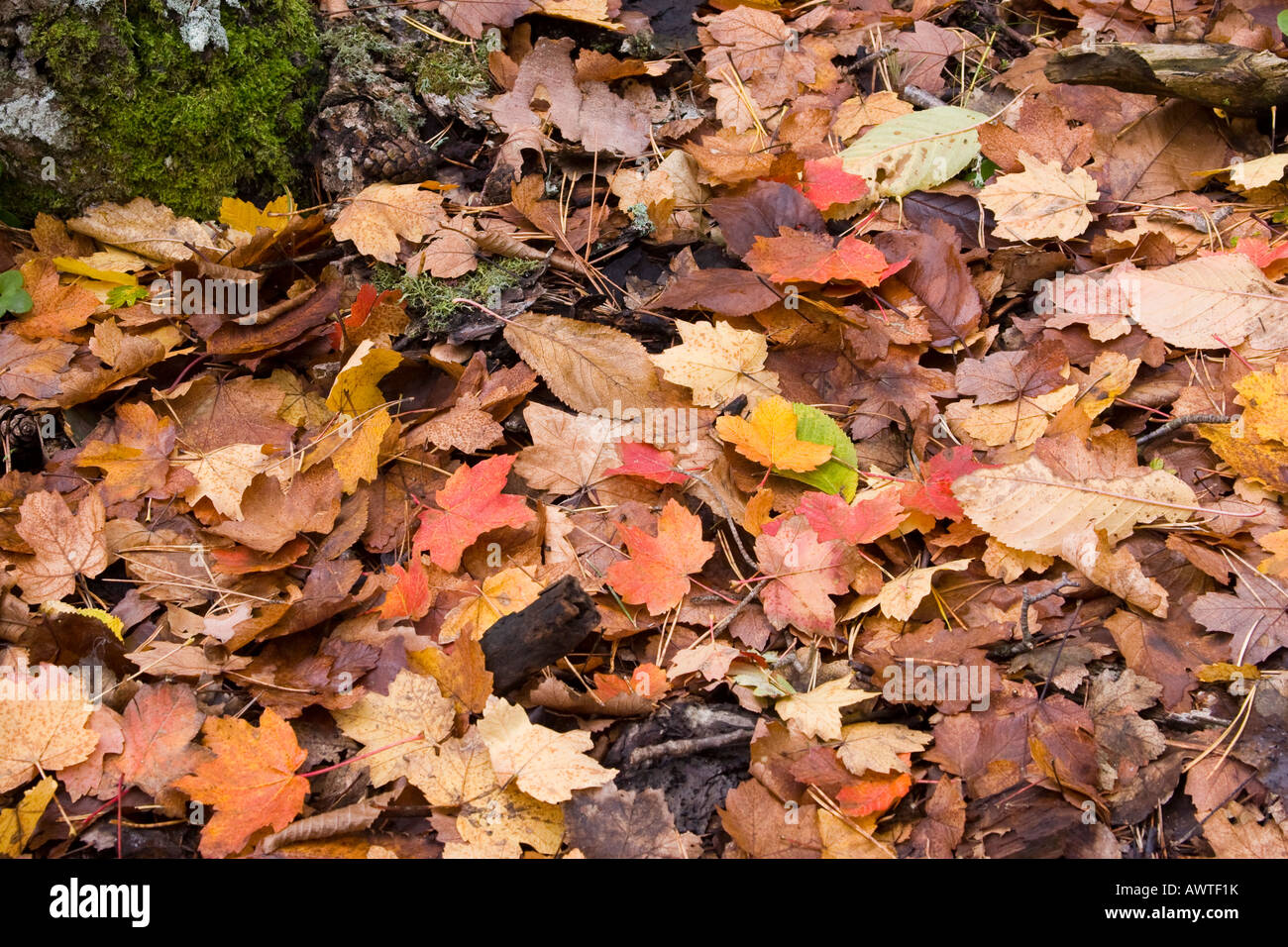 Le foglie in autunno Park Nartural porte els Tortosa Spagna Foto Stock