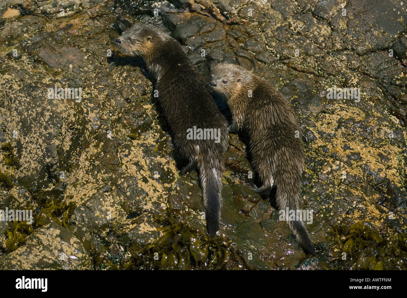 Le lontre marine (Lontra felina) in via di estinzione, Isola di Chiloe CILE Foto Stock