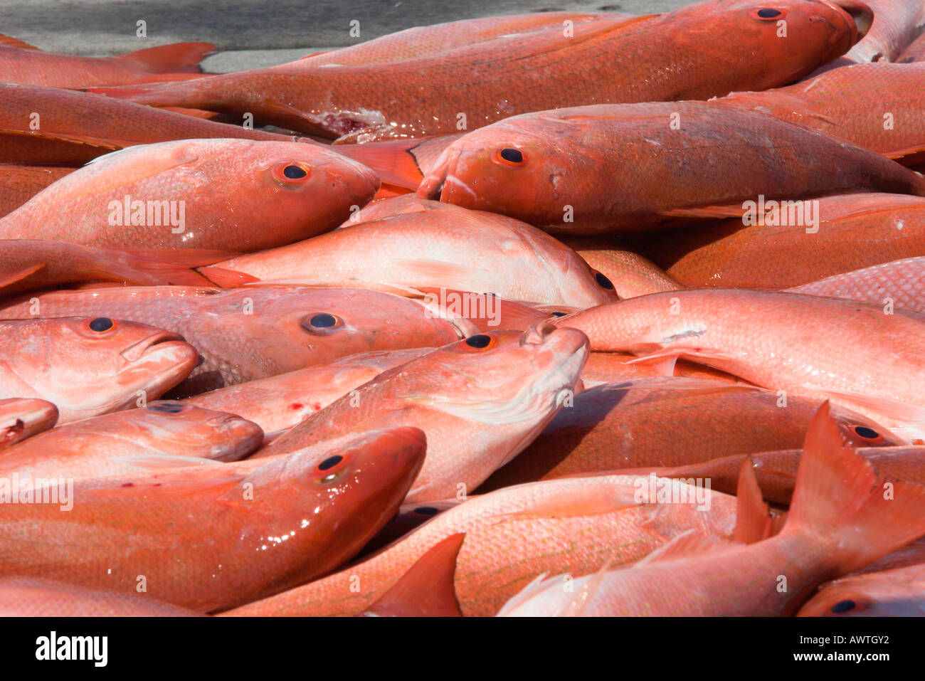 Lutiano rosso pescato nelle acque del Golfo del Messico su un charter privato barca da pesca fuori di Panama City Beach Florida USA Foto Stock