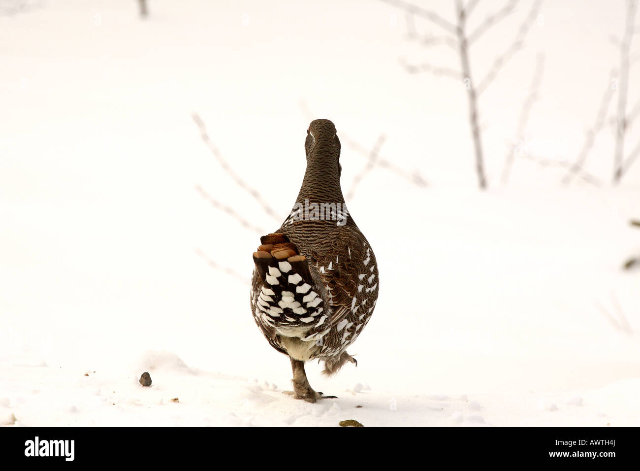 Spruce Grouse strutting attraverso la neve Foto Stock