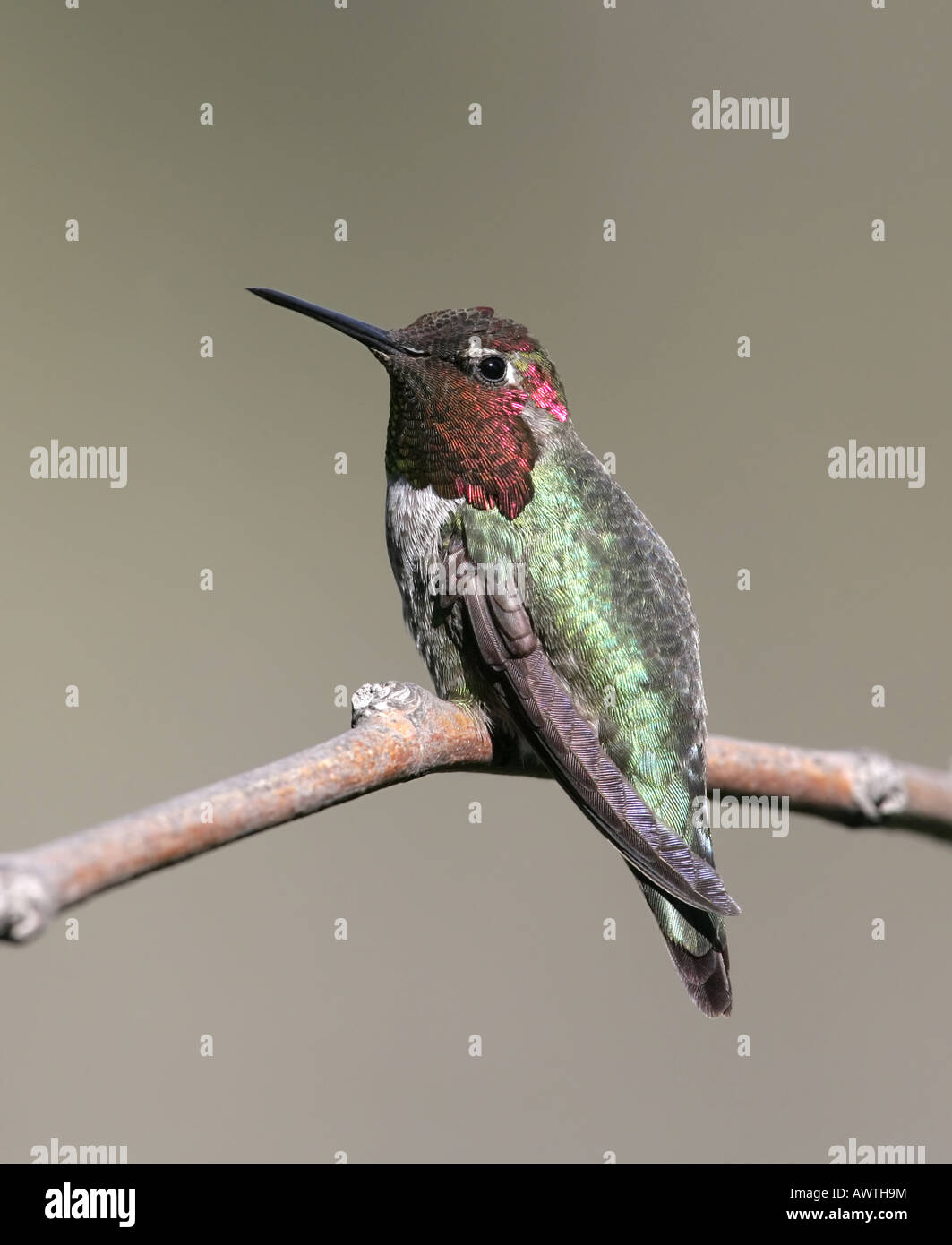 Un Anna Hummingbird maschio appollaiato su un ramo. Vista dal retro e di lato con profilo di testa Foto Stock