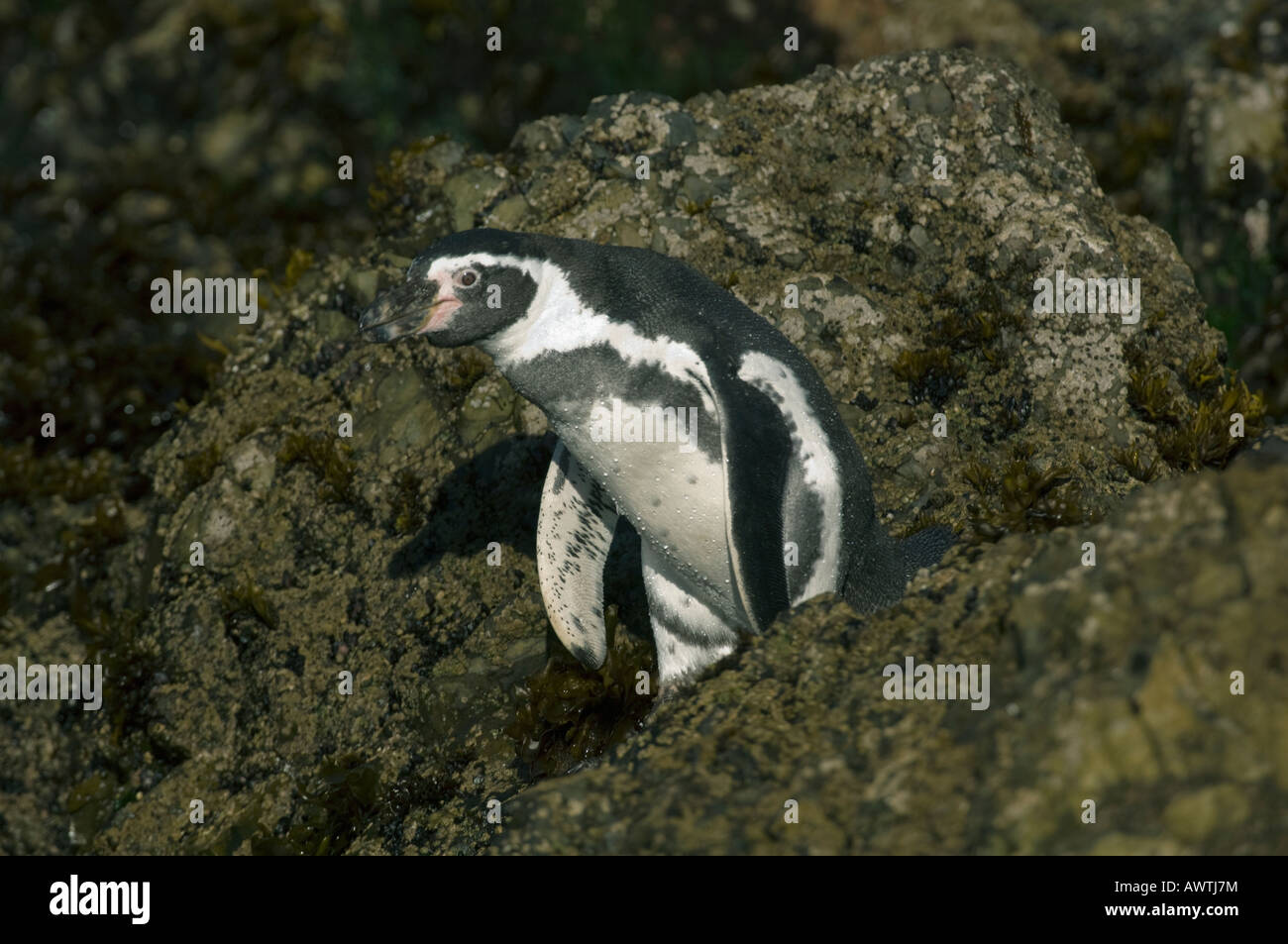 Pinguini Humboldt (Spheniscus Humboldti) in via di estinzione, Isla Chiloe, Cile Foto Stock