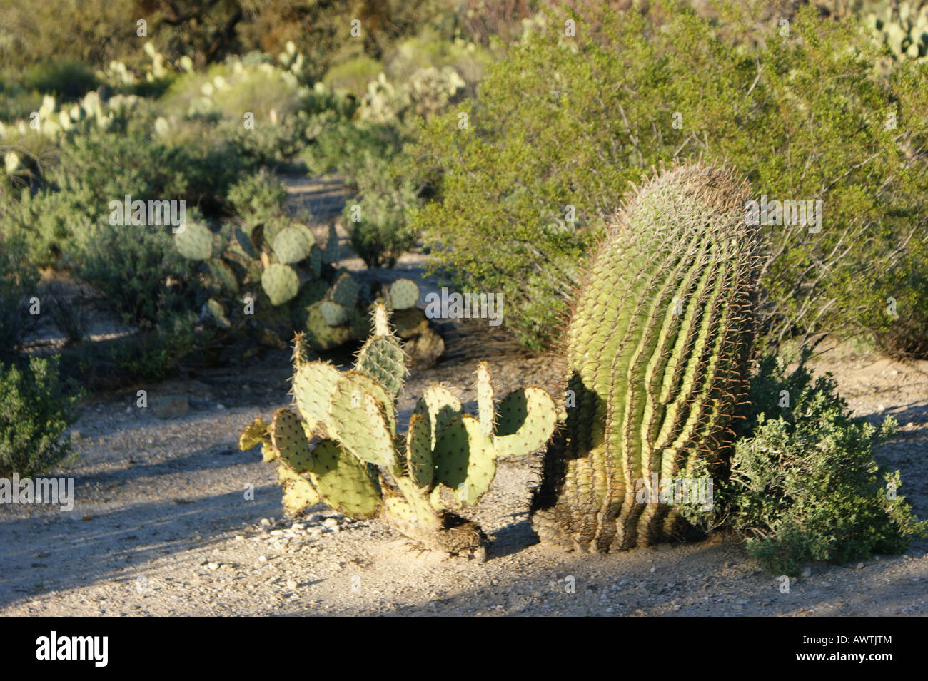 Un barile cactus vicino a un fico d'india cactus nel Sabino Canyon, Arizona. Foto Stock