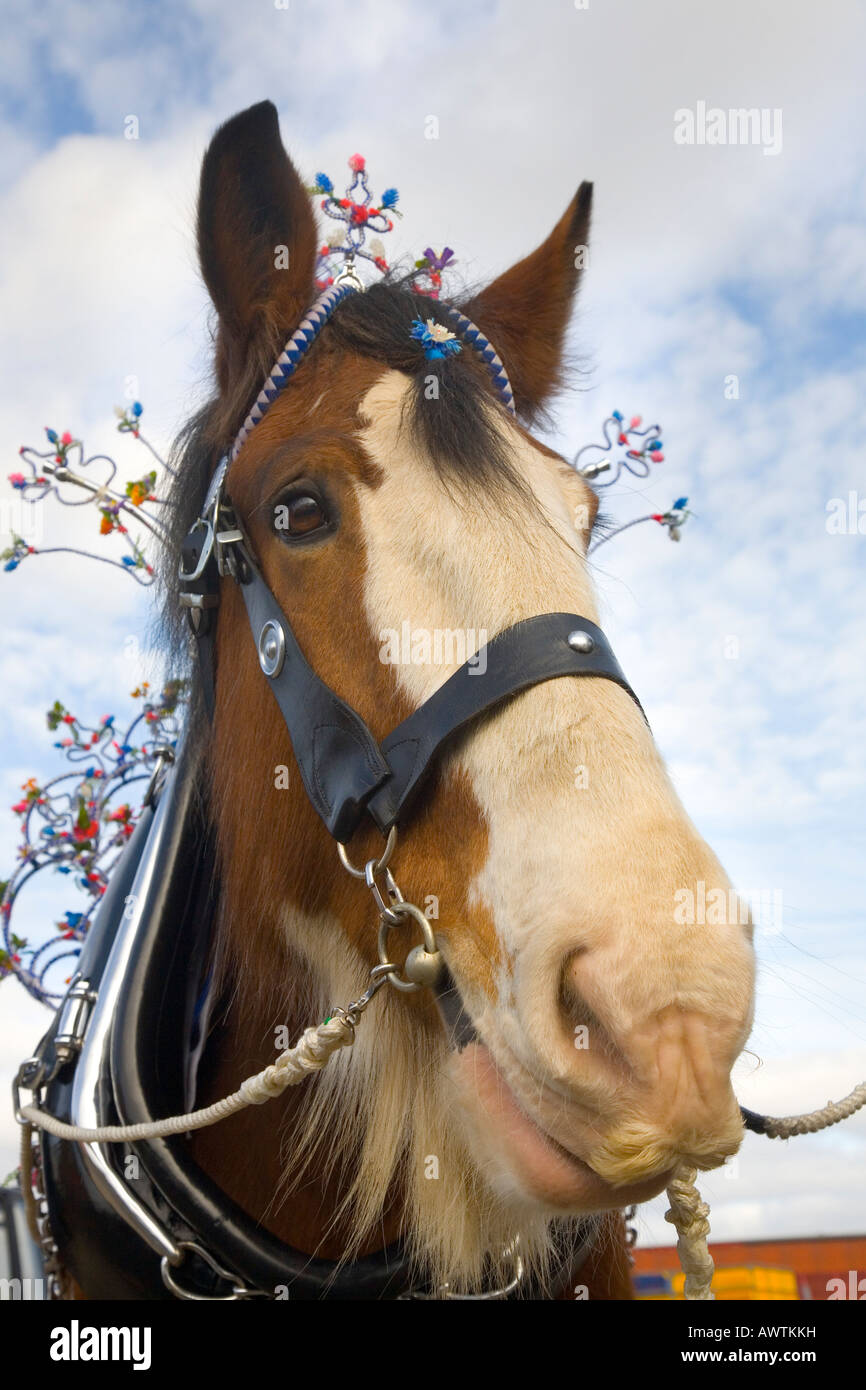 La testa di un vestito Clydesdale cavallo, a caso in Scozia, Regno Unito Foto Stock