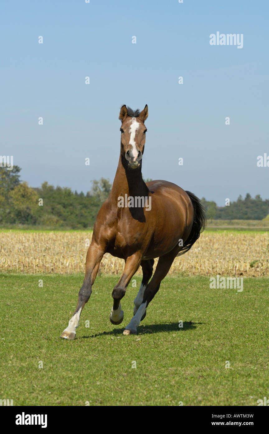 Cavallo di Vestfalia Foto Stock