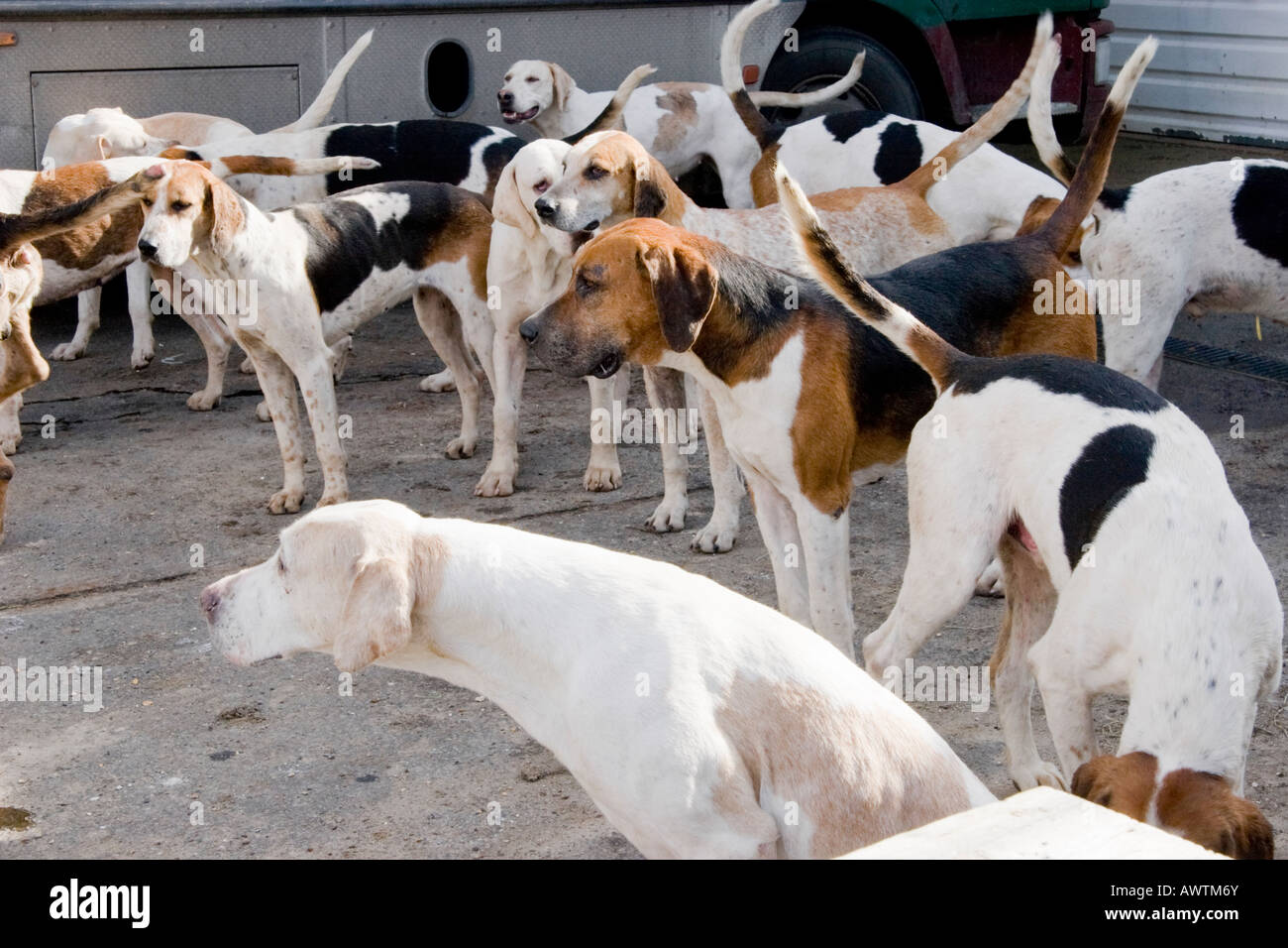 Foxhounds Suffolk in Inghilterra Foto Stock