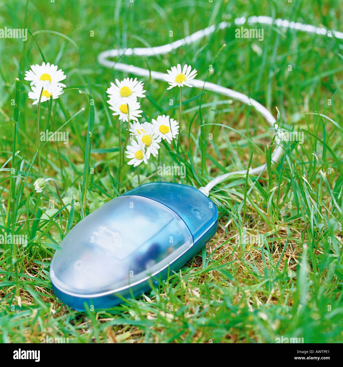 Il mouse del computer su erba accanto a fiori Foto Stock