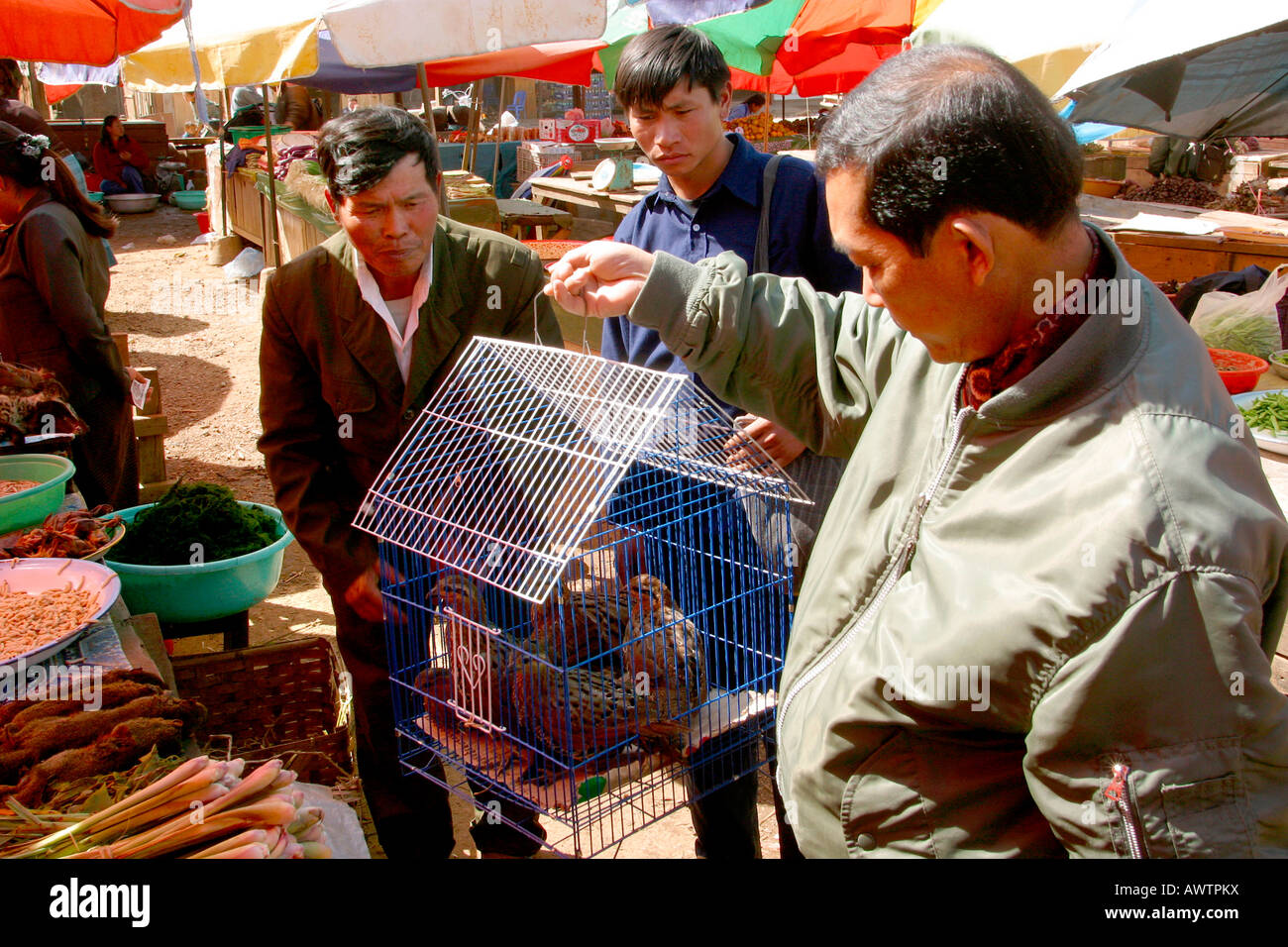 Laos Phonsavan uomini acquisto vivono uccelli da gabbia nel mercato Foto Stock
