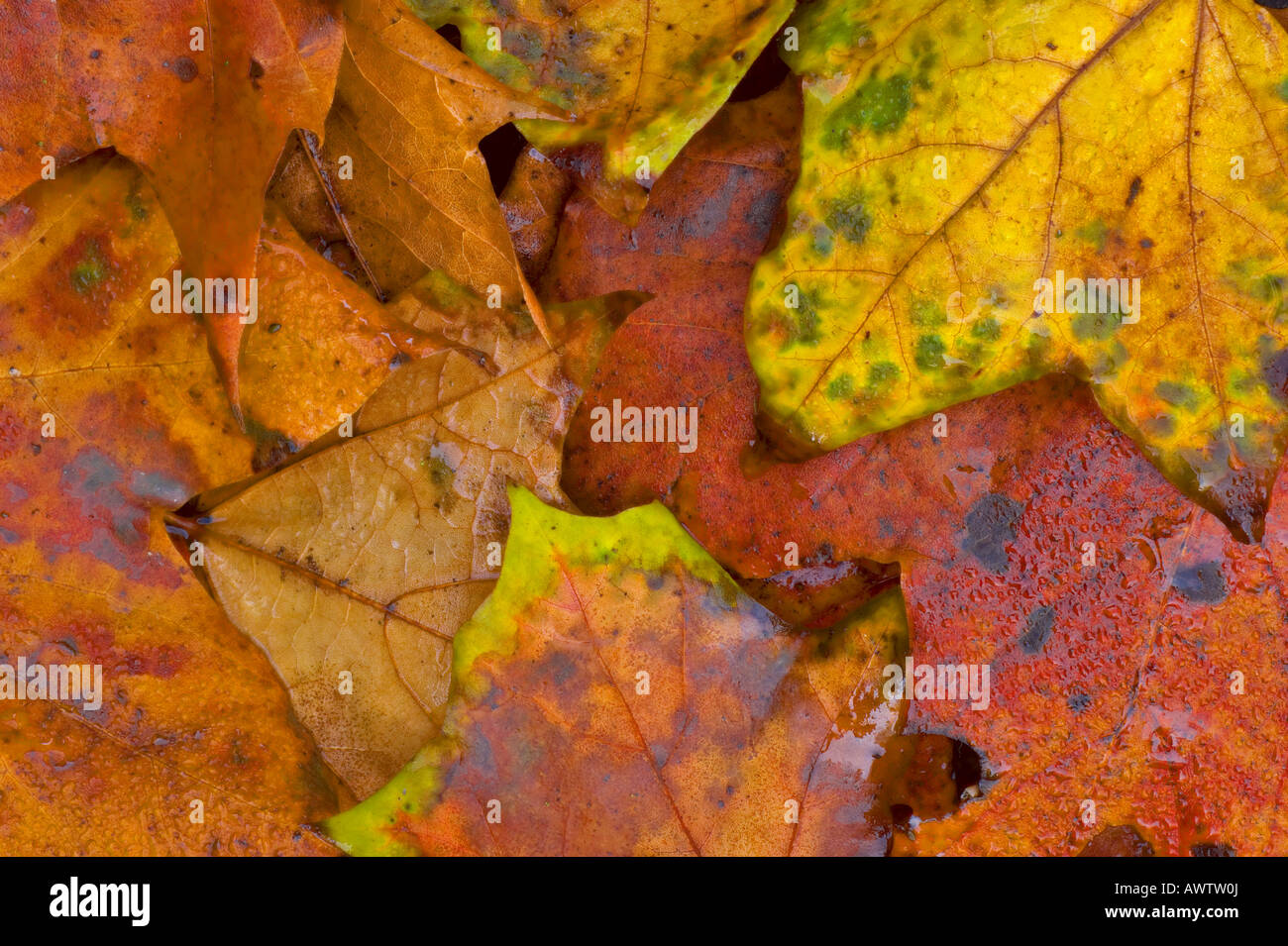 Caduto foglie di acero in autunno dopo la pioggia che mostra la infezione con Oidio Blumeria graminis Foto Stock