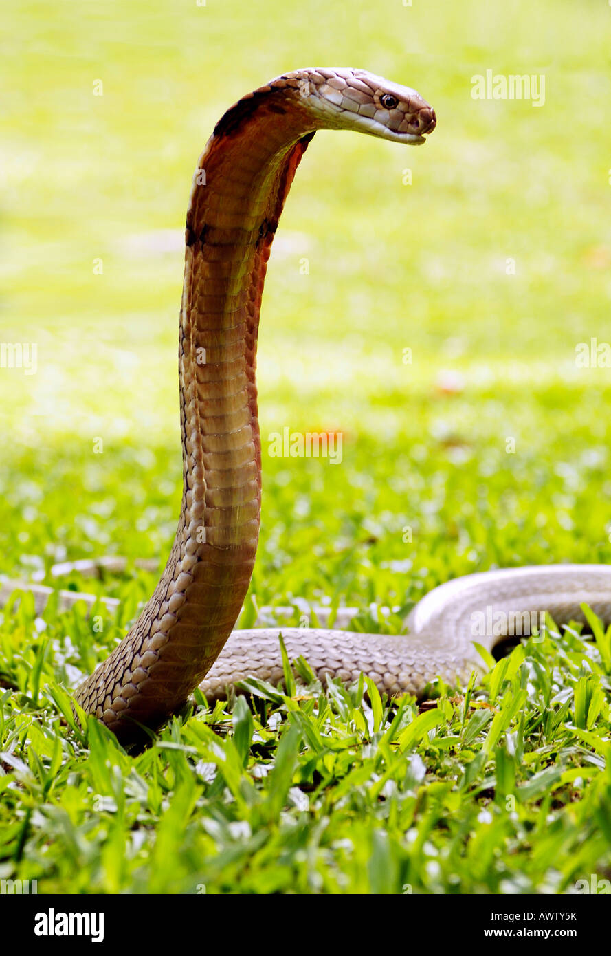Cobra reale con cappa diffusione su brevi erba verde, Malaysia Foto Stock