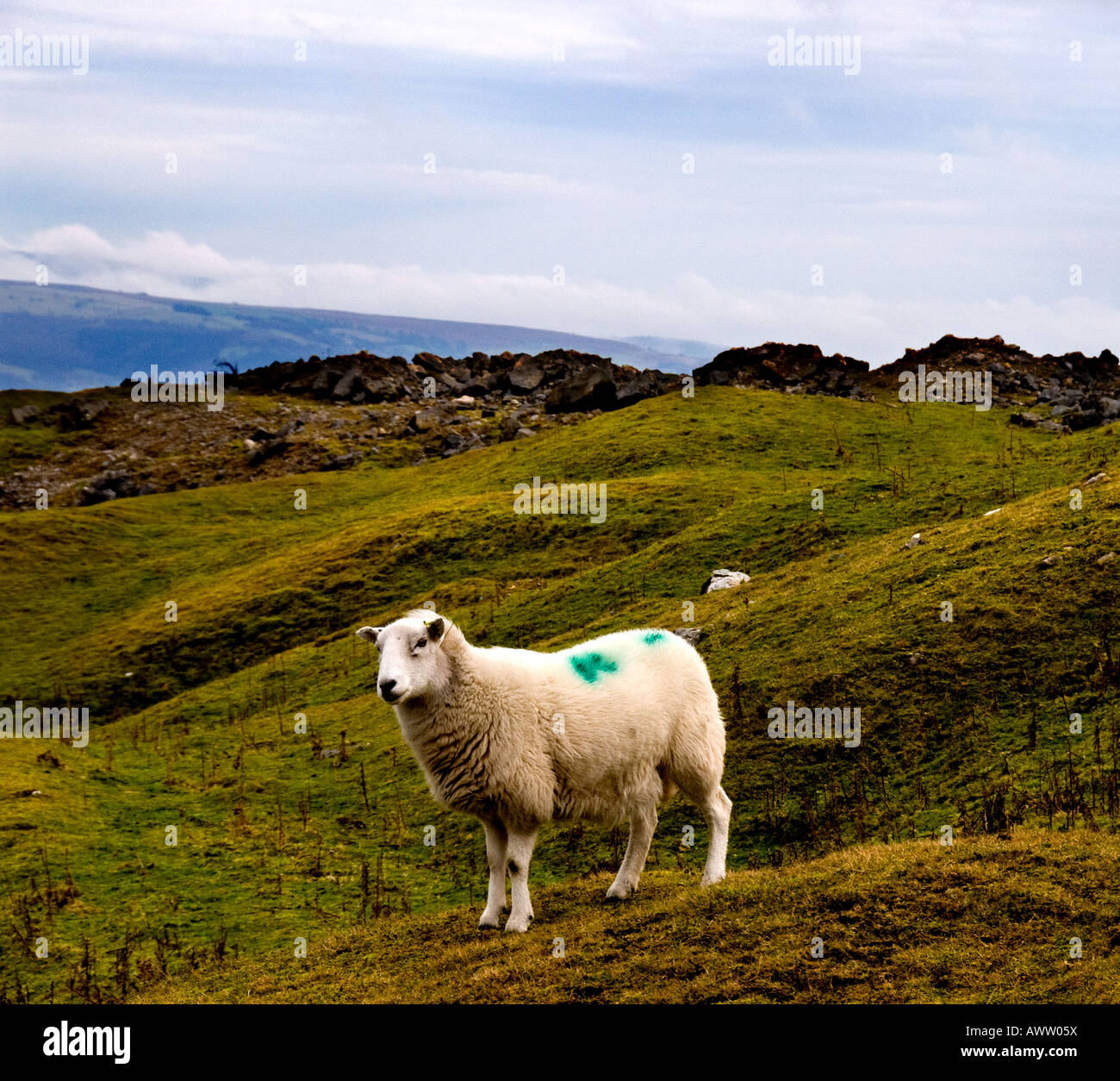 Welsh ovini - un ardito Welsh le pecore di montagna su un ventoso e desolata Llangynidr Moor. Galles Foto Stock