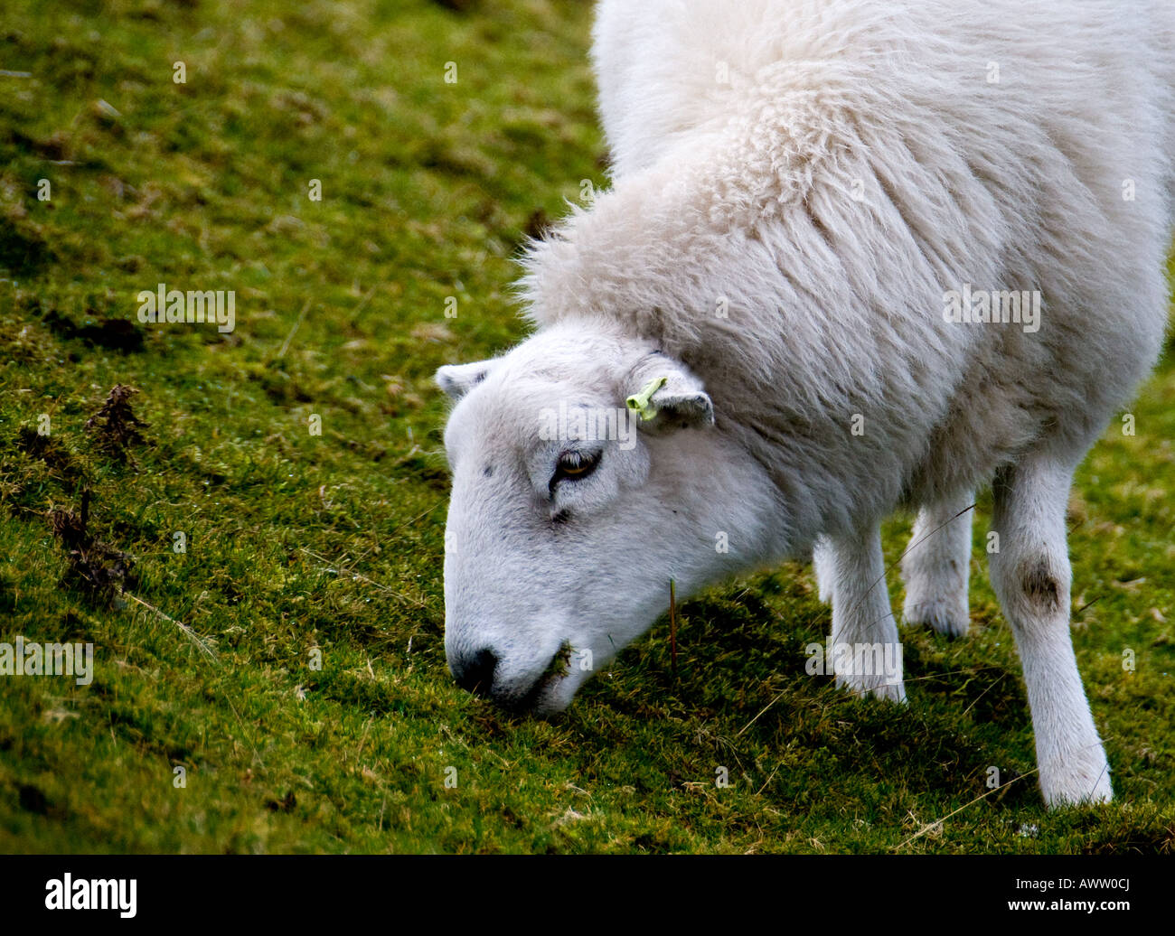Welsh ovini - Hardy Welsh mountain pecore al pascolo su un ventoso Llangynidr Moor in inverno. Galles Foto Stock