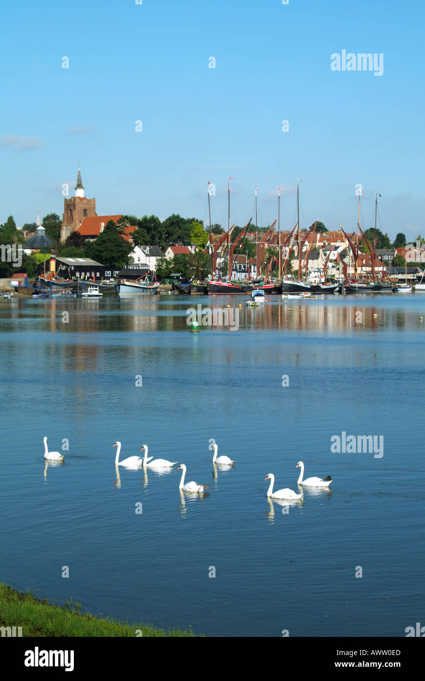 Gruppo bevy di cigni in acqua con le chiatte di navigazione del Tamigi a ormeggi spazio di copia lontano sul cielo blu fiume Blackwater paesaggio Maldon Essex Inghilterra UK Foto Stock