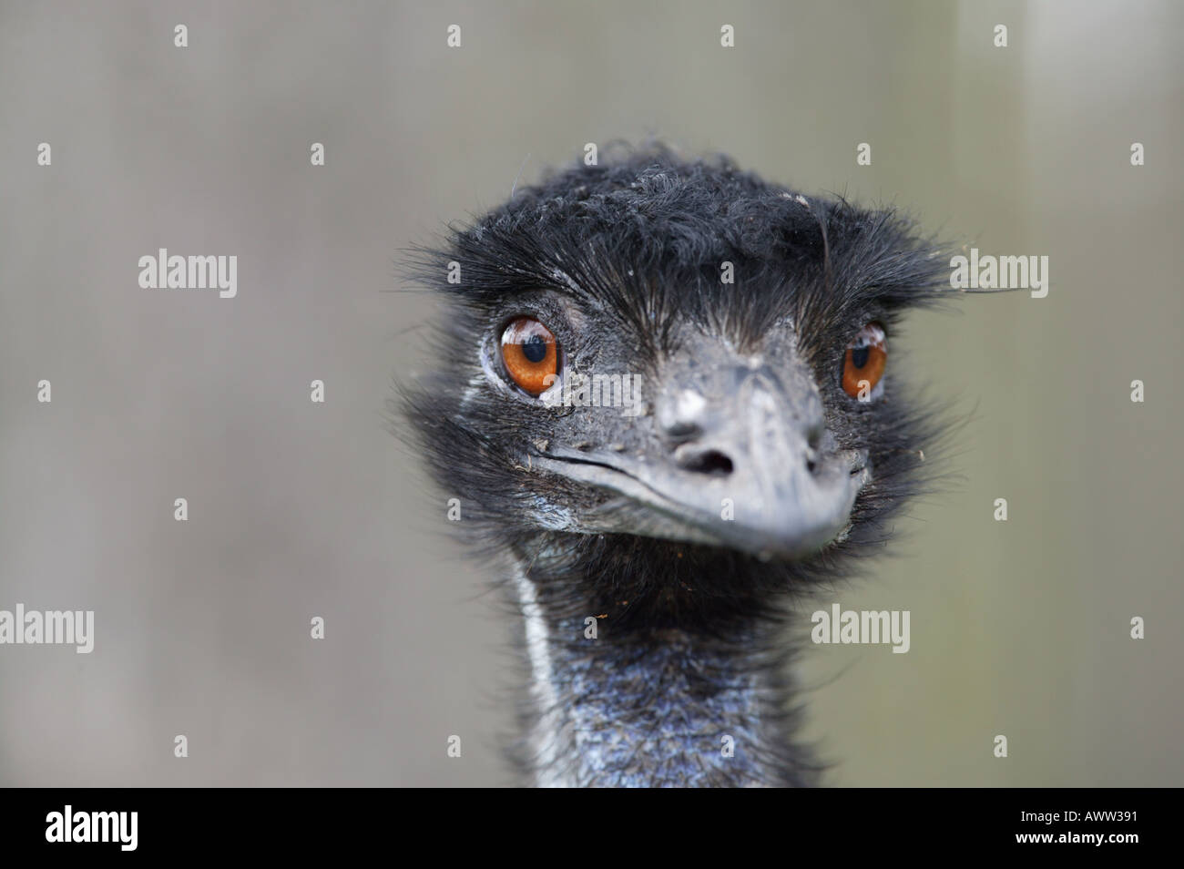 Testa della UEM - Dromaius novaehollandiae Foto Stock