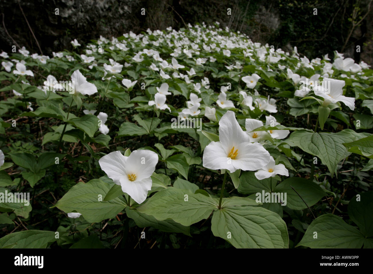 Fiore grande trillium fiore di primavera effimero Foto Stock