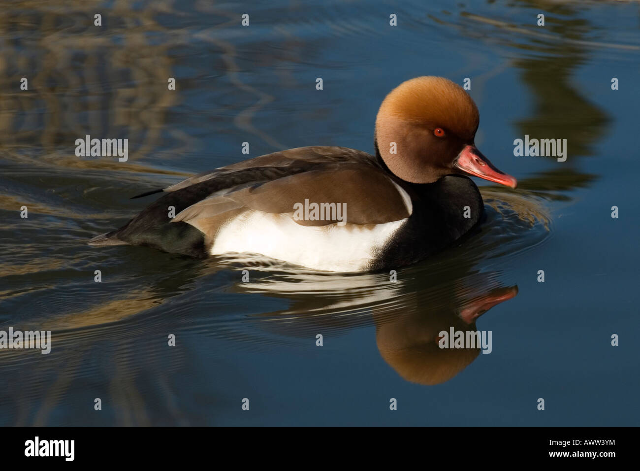 Red Crested Pochard (Netta rufina) a WWT London Wetland Centre, Barnes, London, England, Regno Unito Foto Stock