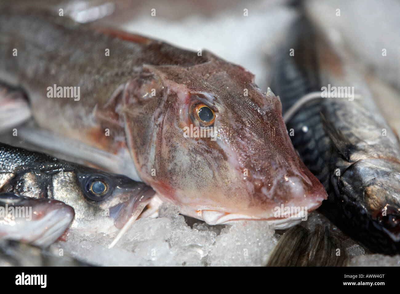 Rosso pesce cappone su ghiaccio tra l altro pesce su un pescivendoli pesce fresco stallo a un mercato coperto Foto Stock