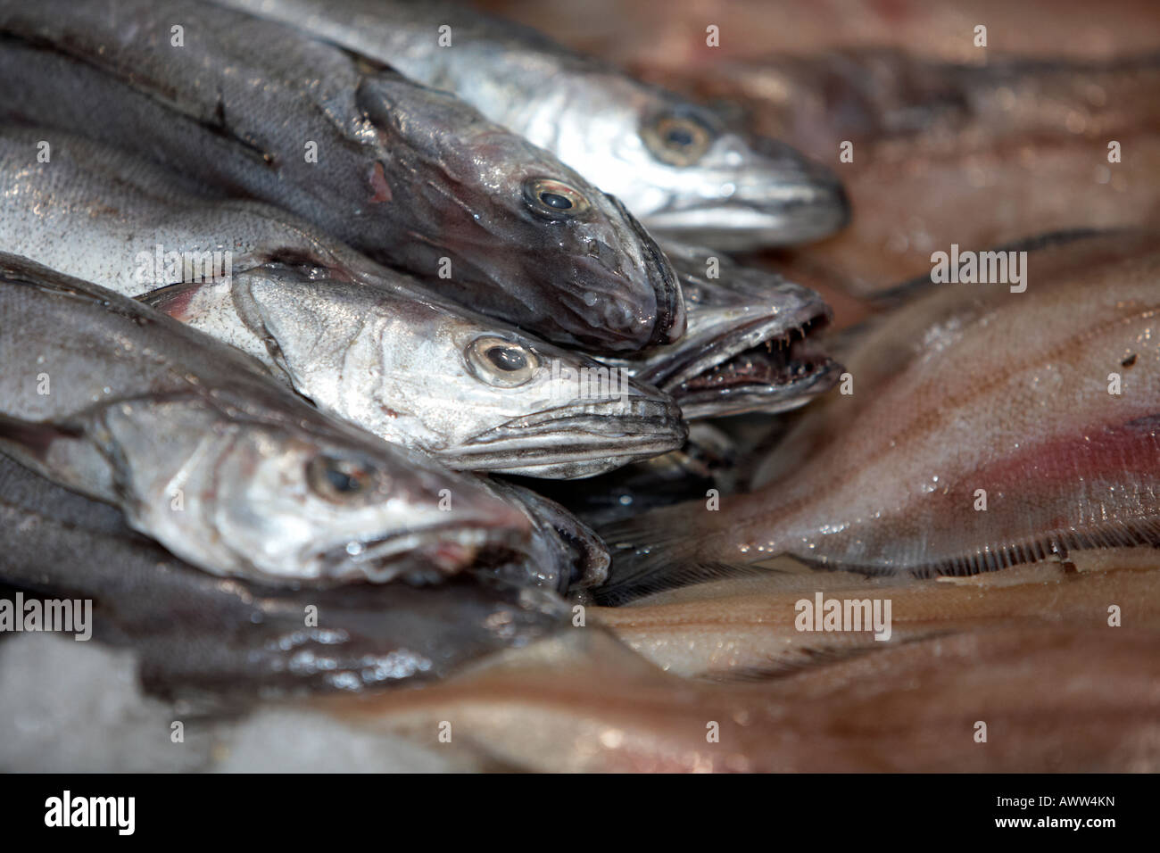 Pila di naselli interi e filetti di platessa su un pescivendoli pesce fresco stallo a un mercato coperto Foto Stock