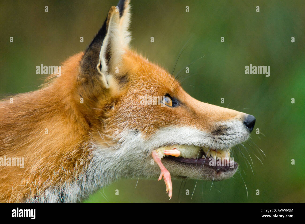 Una volpe rossa, Vulpes vulpes, mangiando un pulcino. Foto Stock