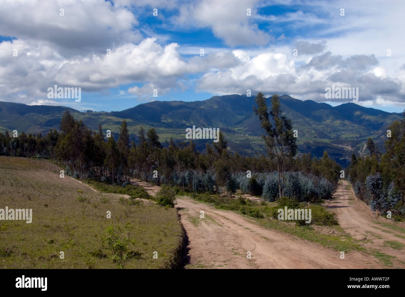 Estate vista orizzontale con due strade divisione per andare in direzioni diverse regione Cayambe Ecuador 2005 Foto Stock