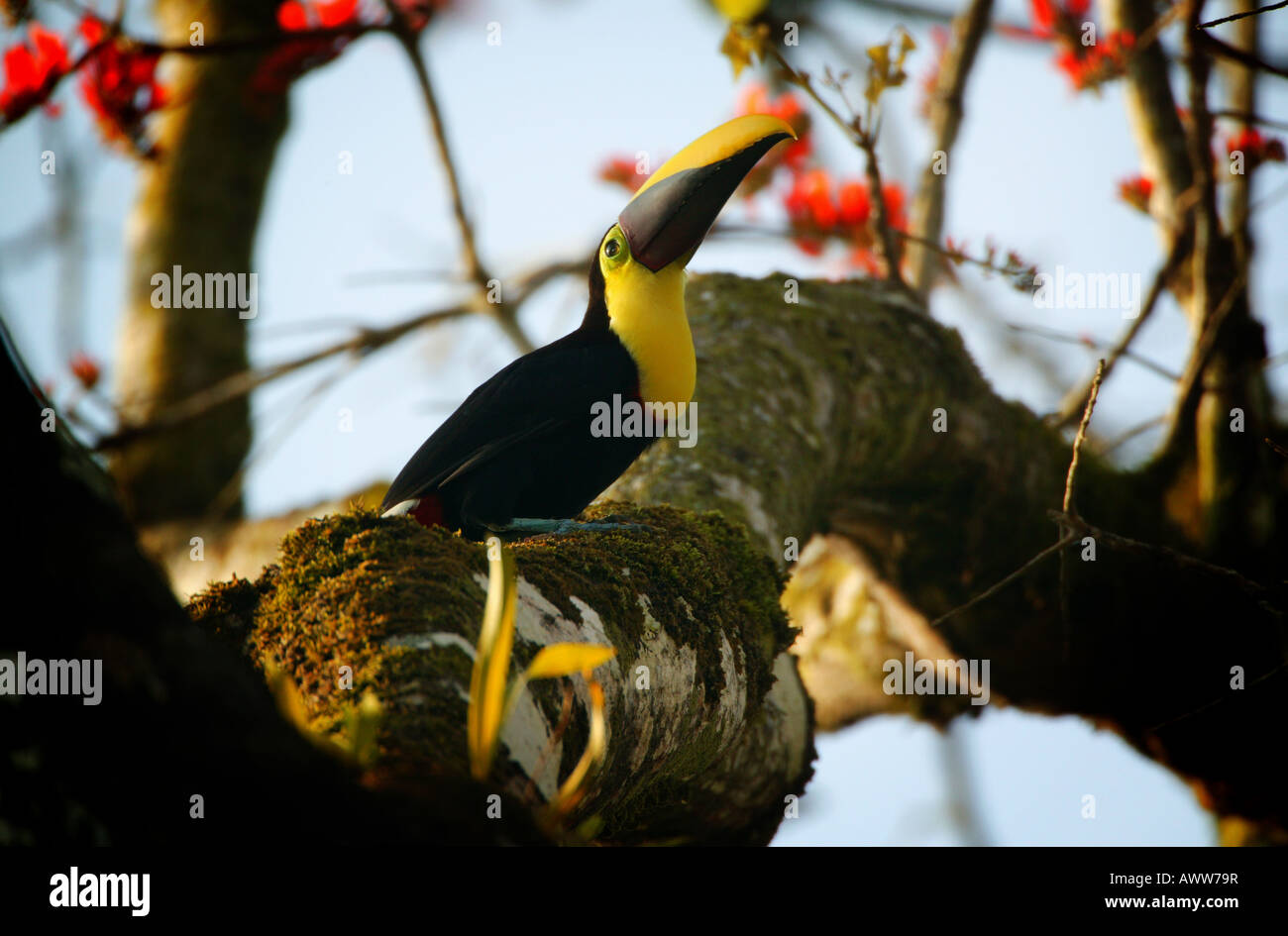Il colorato uccello giallo-throated Toucan, Ramphastos ambiguus swainsonii, vicino alla stazione di campo Cana nel parco nazionale di Darien, Repubblica di Panama Foto Stock