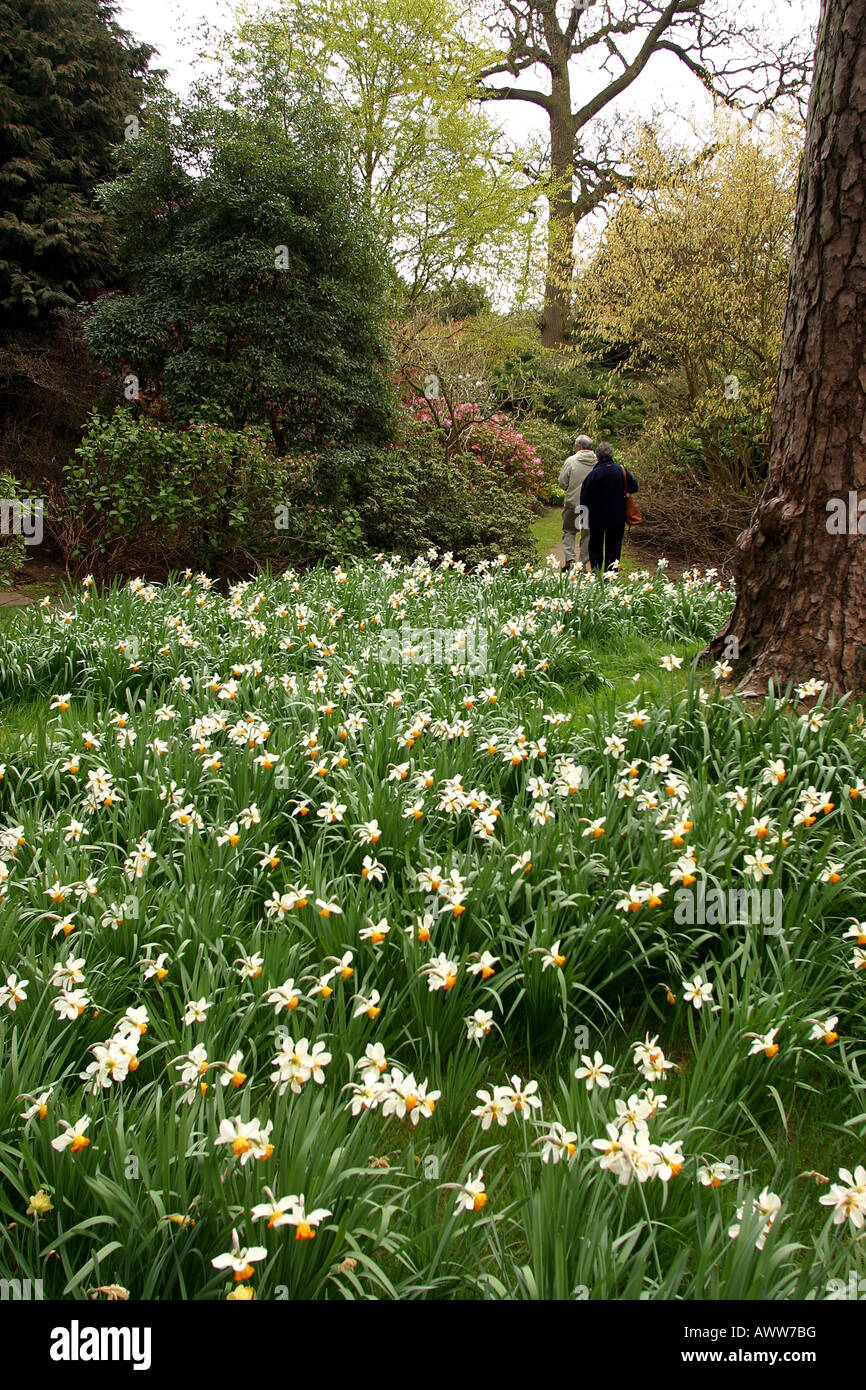 Regno Unito Yorkshire Ripon Newby Hall primavera narcisi nel bosco Foto Stock