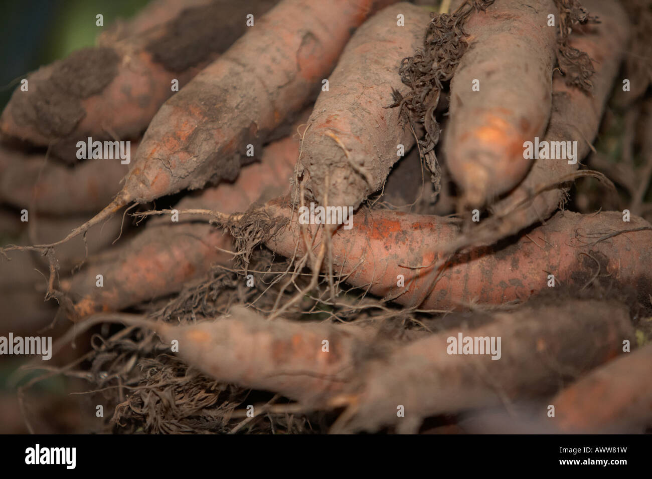 Carote organico ancora coperto nel suolo in un grappolo in un mercato degli agricoltori in Belfast Foto Stock