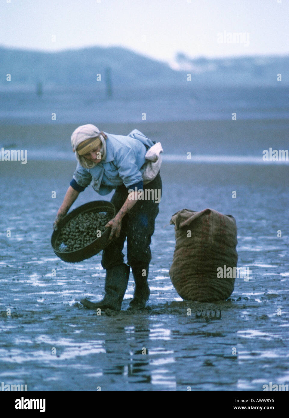 Donna raccolta di cardidi sulla vasta velme della Penisola di Gower West Glamorgan Galles Foto Stock