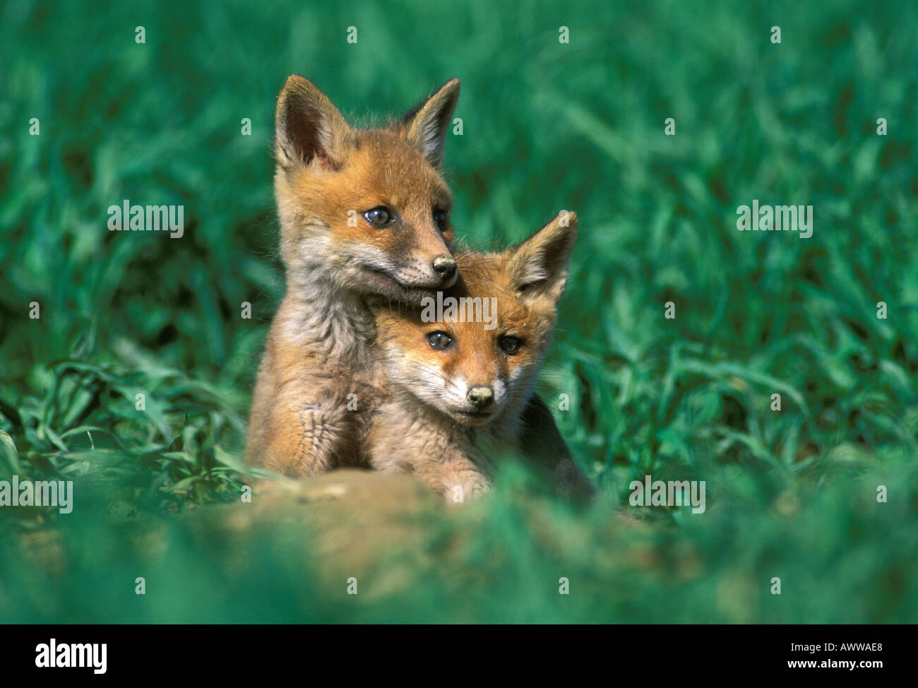 Giovani volpi rosse, Vulpes vulpes Foto Stock