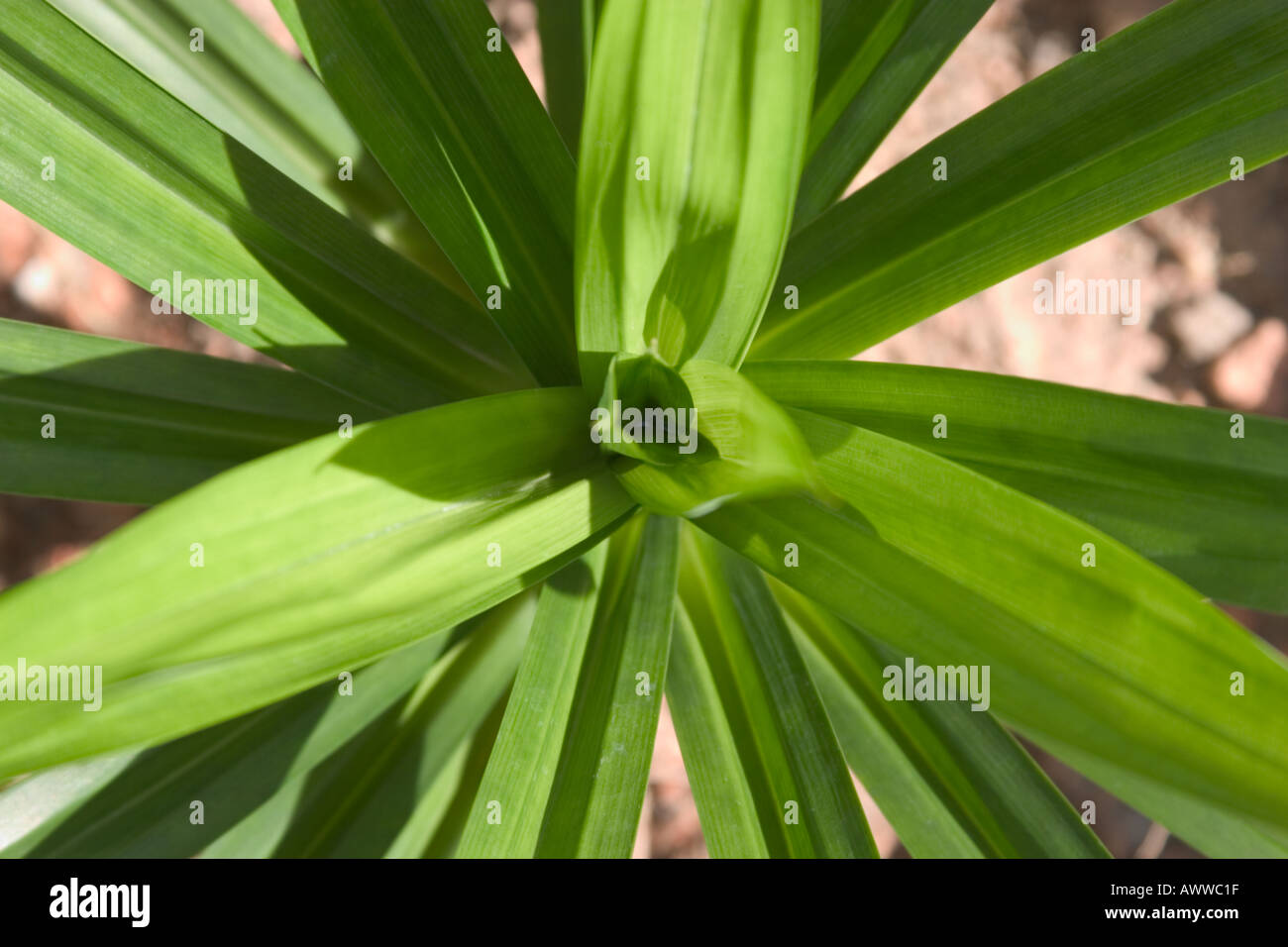 Screwpine pandan Pandanus amaryllifolius foglie profumate utilizzati per la cottura e il sapore dolce nel Sud est asiatico Foto Stock