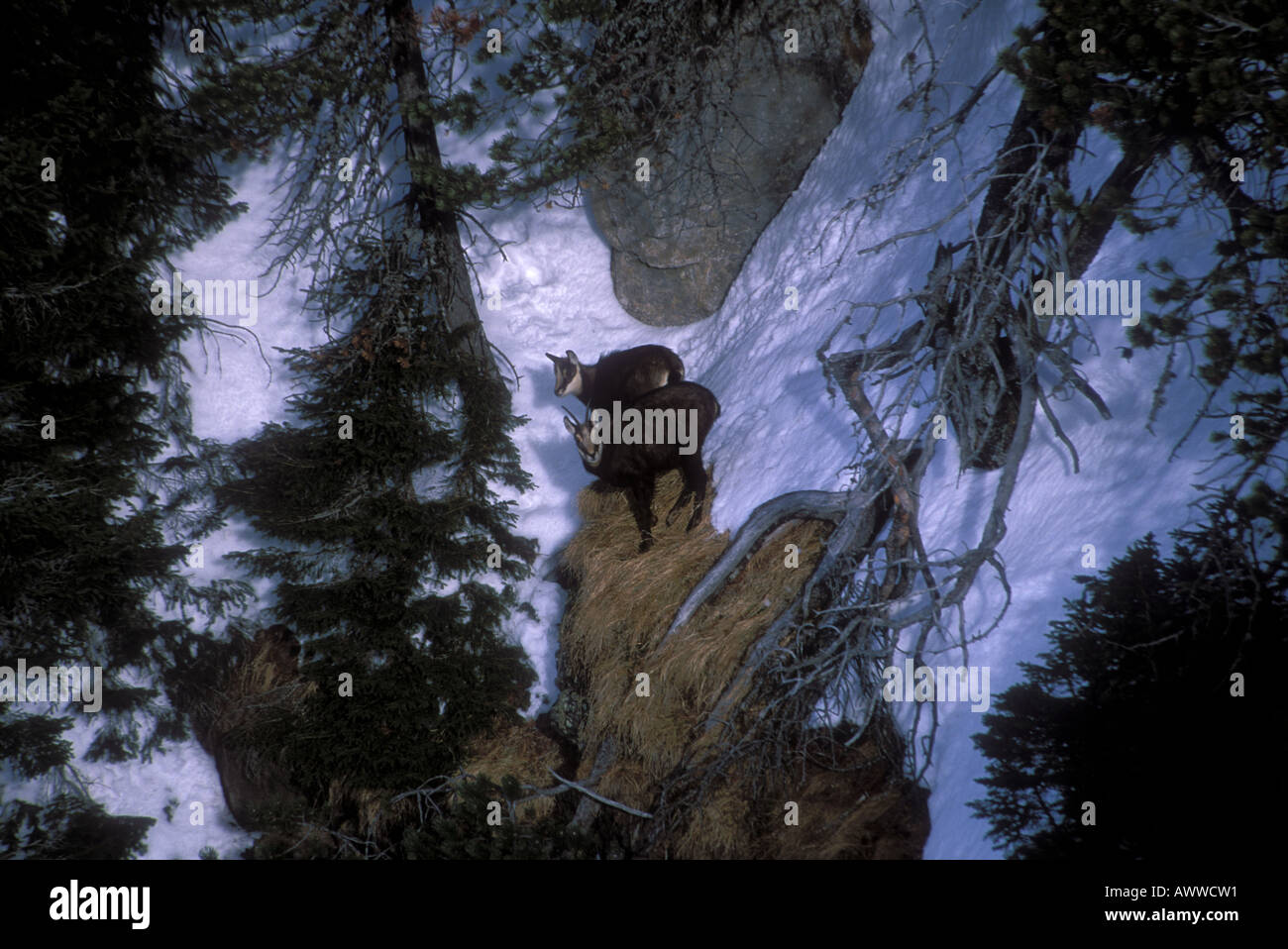 Camoscio nel bosco con neve sul pendio ripido alpi Bernesi Kandertal svizzera Foto Stock