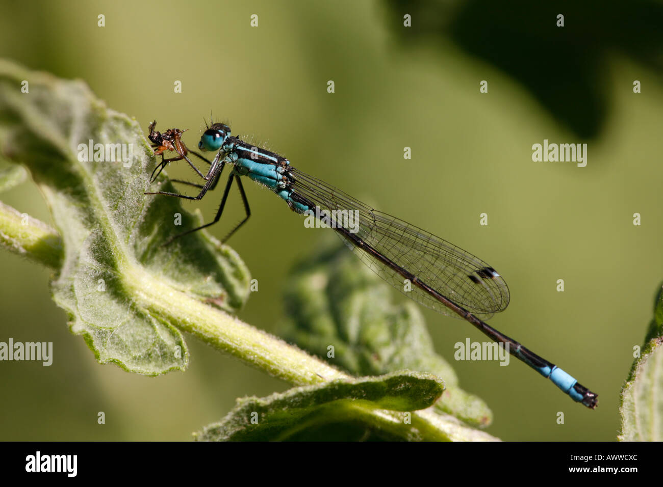 Damselfly Blue-Tailed Foto Stock