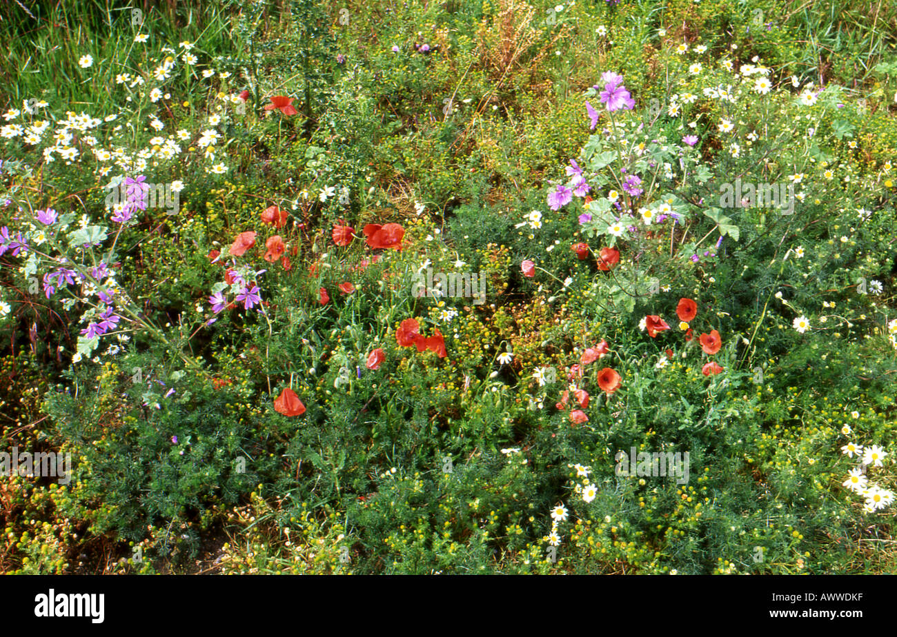 Misto di fiori selvatici hedge a Clee, North Norfolk numero 1907 Foto Stock