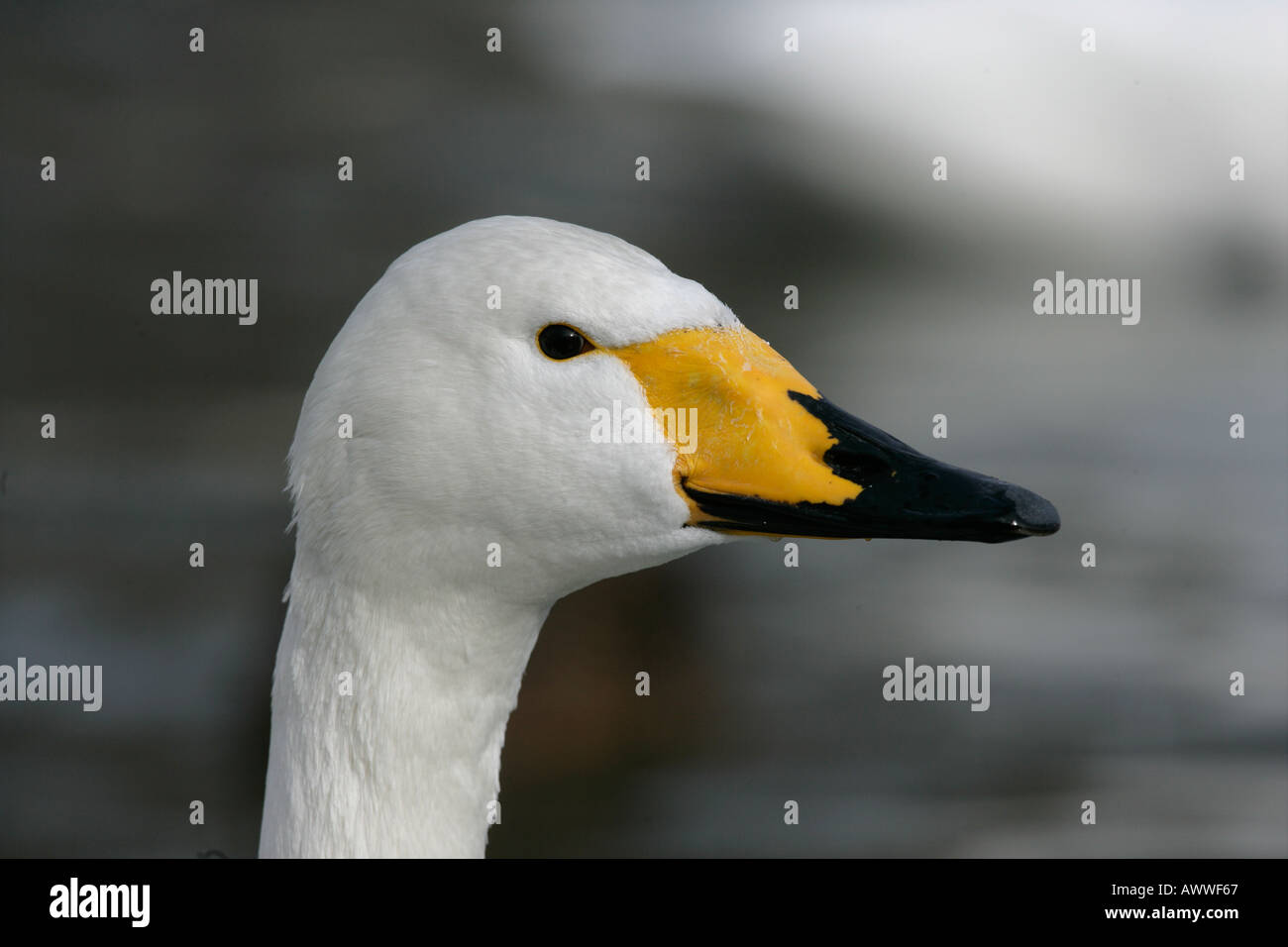 WHOOPER SWAN Cygnus cygnus Foto Stock