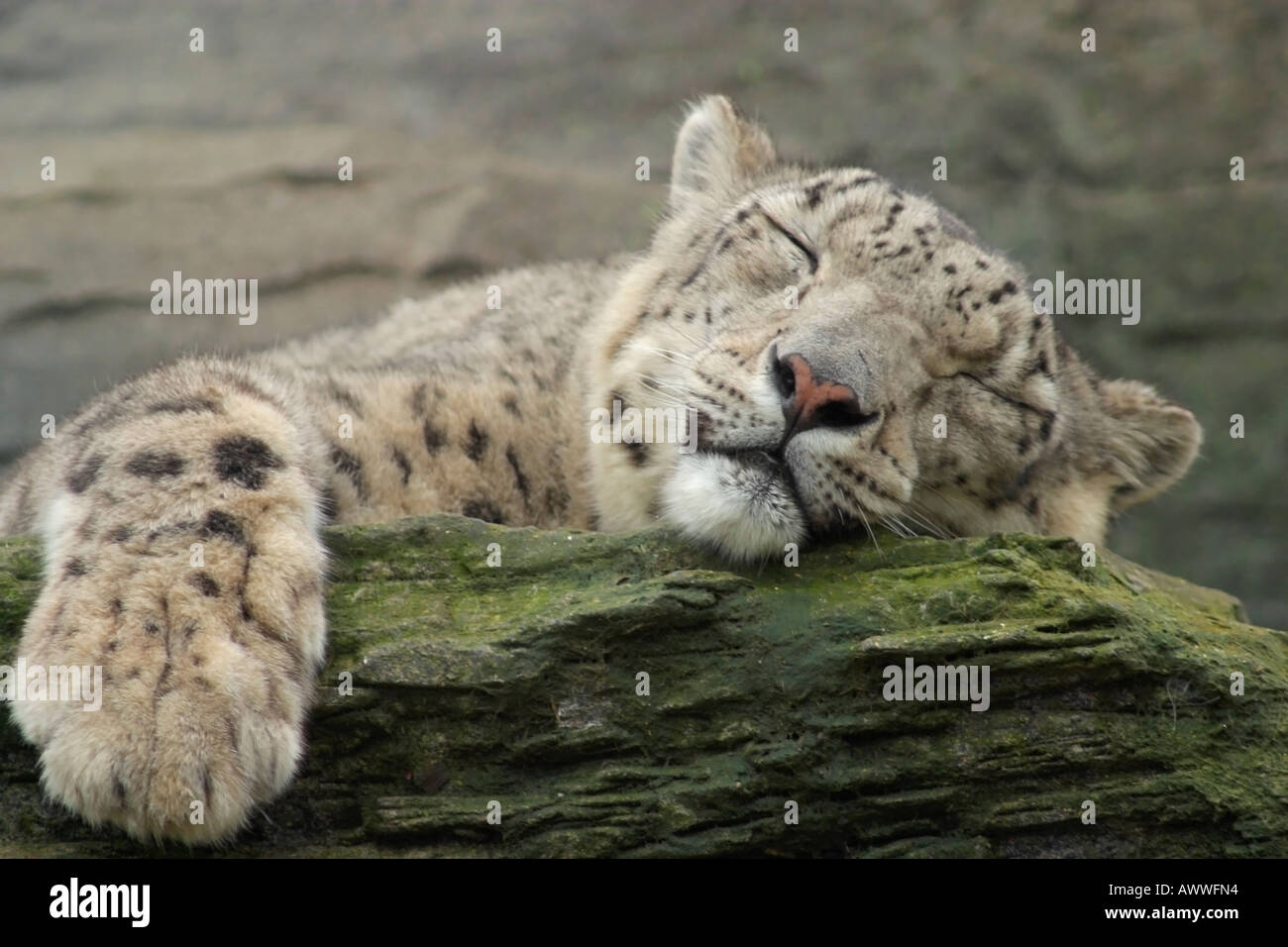 Un singolo adulto Snow Leopard (Panthera uncia) addormentato sulla cengia rocciosa (prigioniero) Foto Stock
