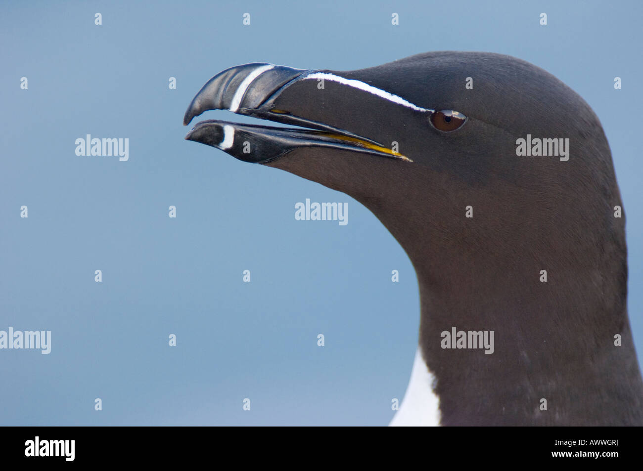 Razorbill, Alca torda. Foto Stock